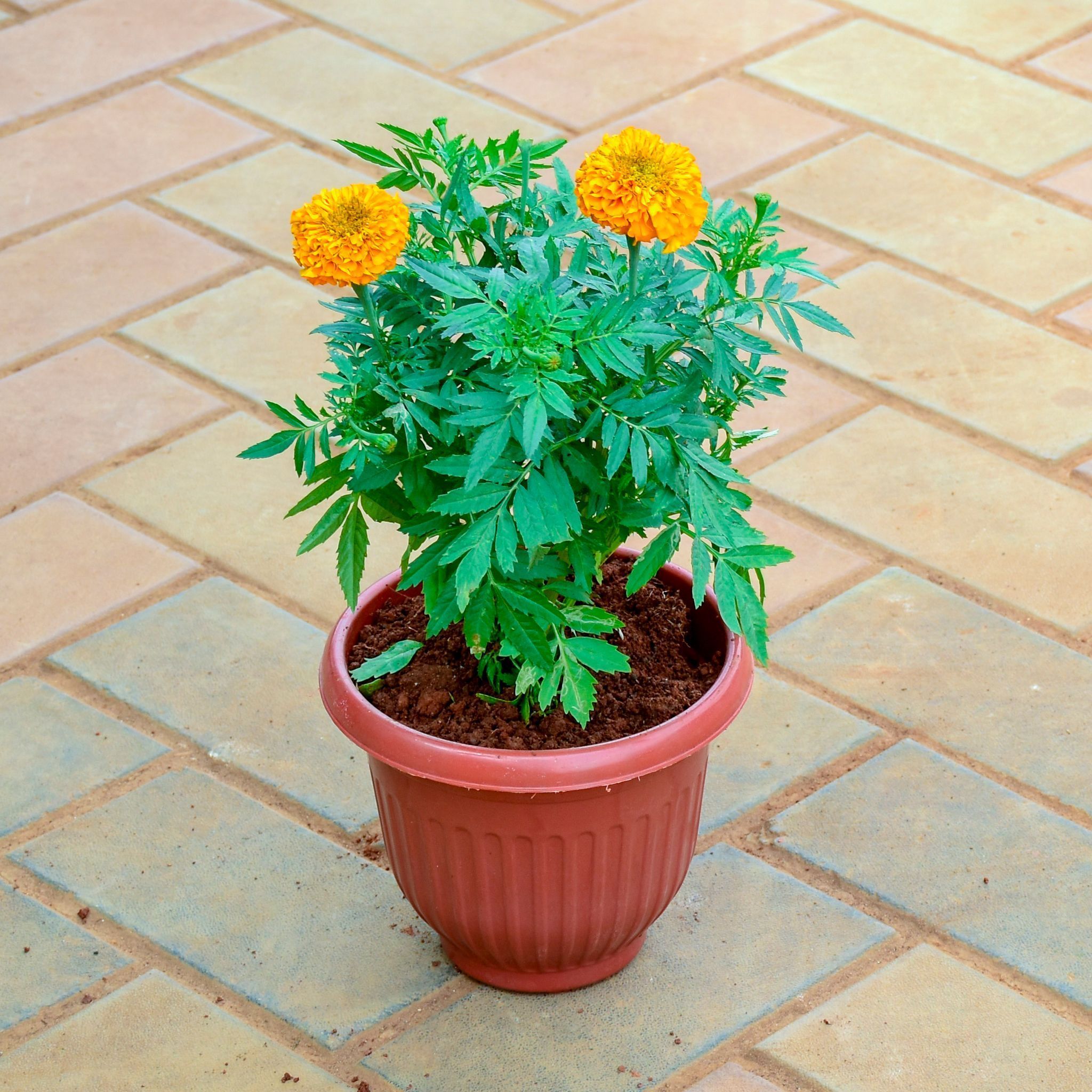 Marigold / Genda Orange in 8 Inch Terracotta Red Olive Plastic Pot