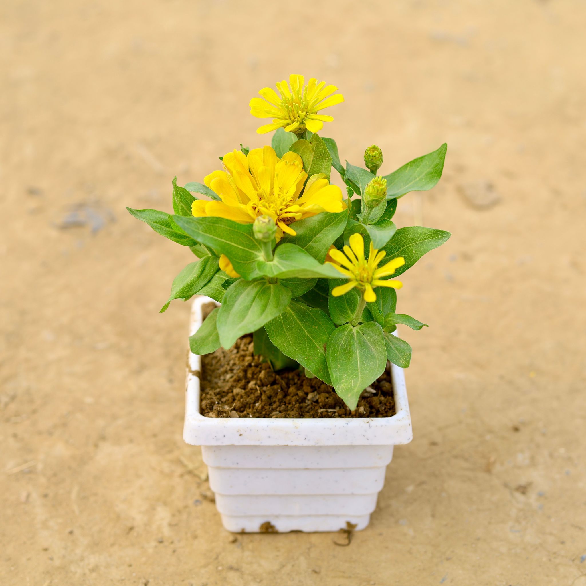 Zinnia (any colour) in 4 Inch White Marble Premium Orchid Square Plastic Pot