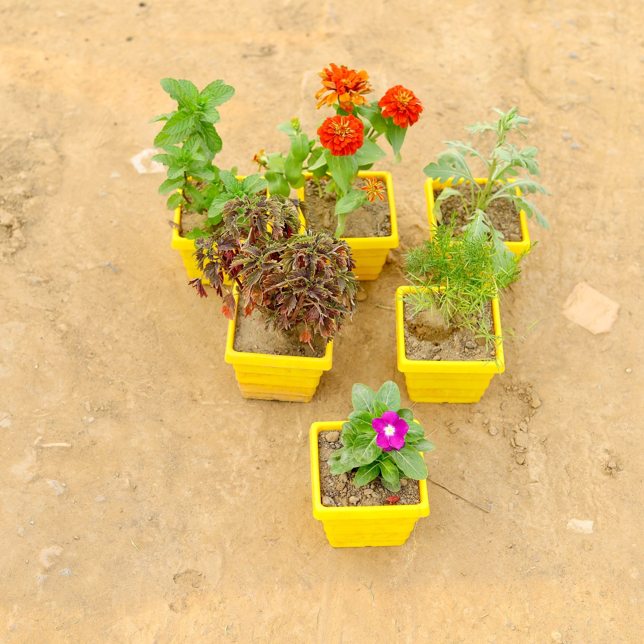 The Balcony Herb & Flower Mix - Set of 6 - Coleus (any colour & design), Mint, Cosmos, Lavender, Periwinkle / Vinca / Sadabahar & Kochia in 4 Inch Yellow Premium Orchid Square Plastic Pot