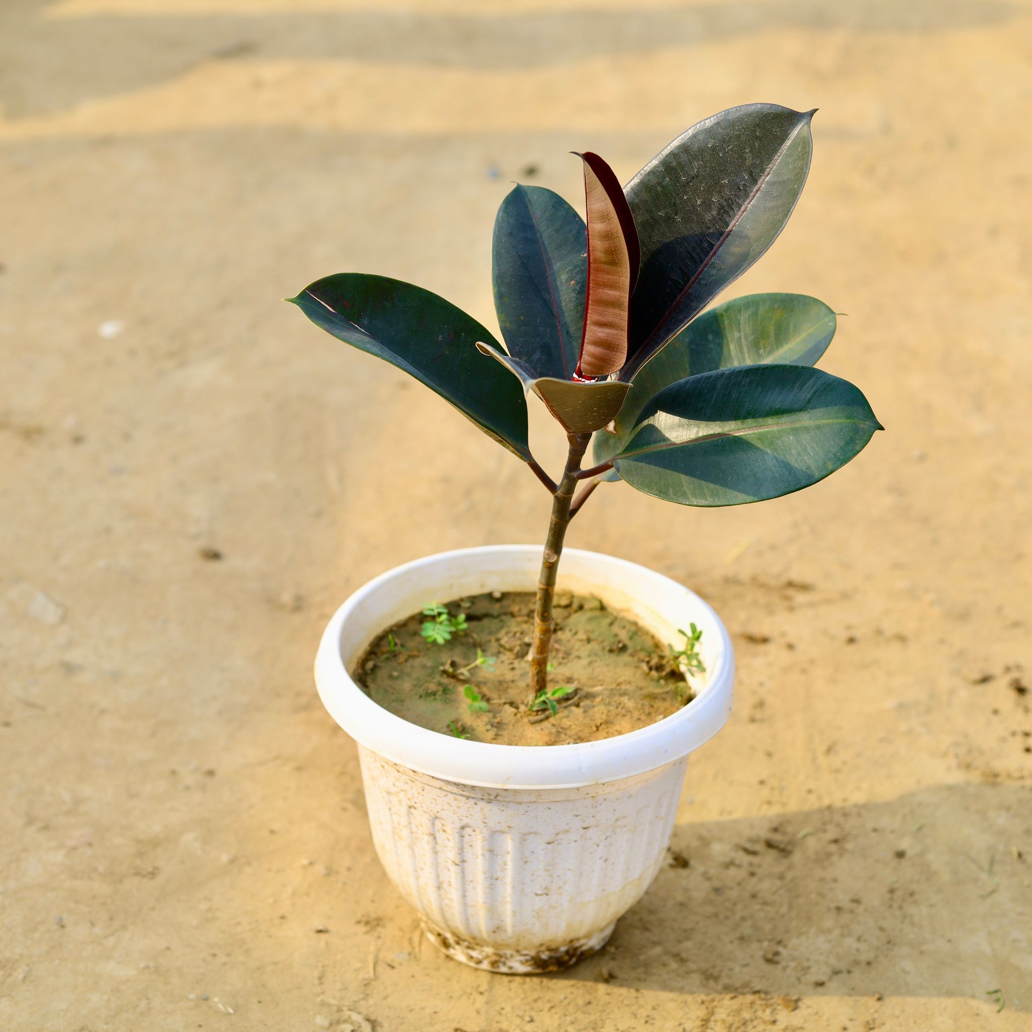 Rubber Black in 8 Inch White Olive Plastic Pot