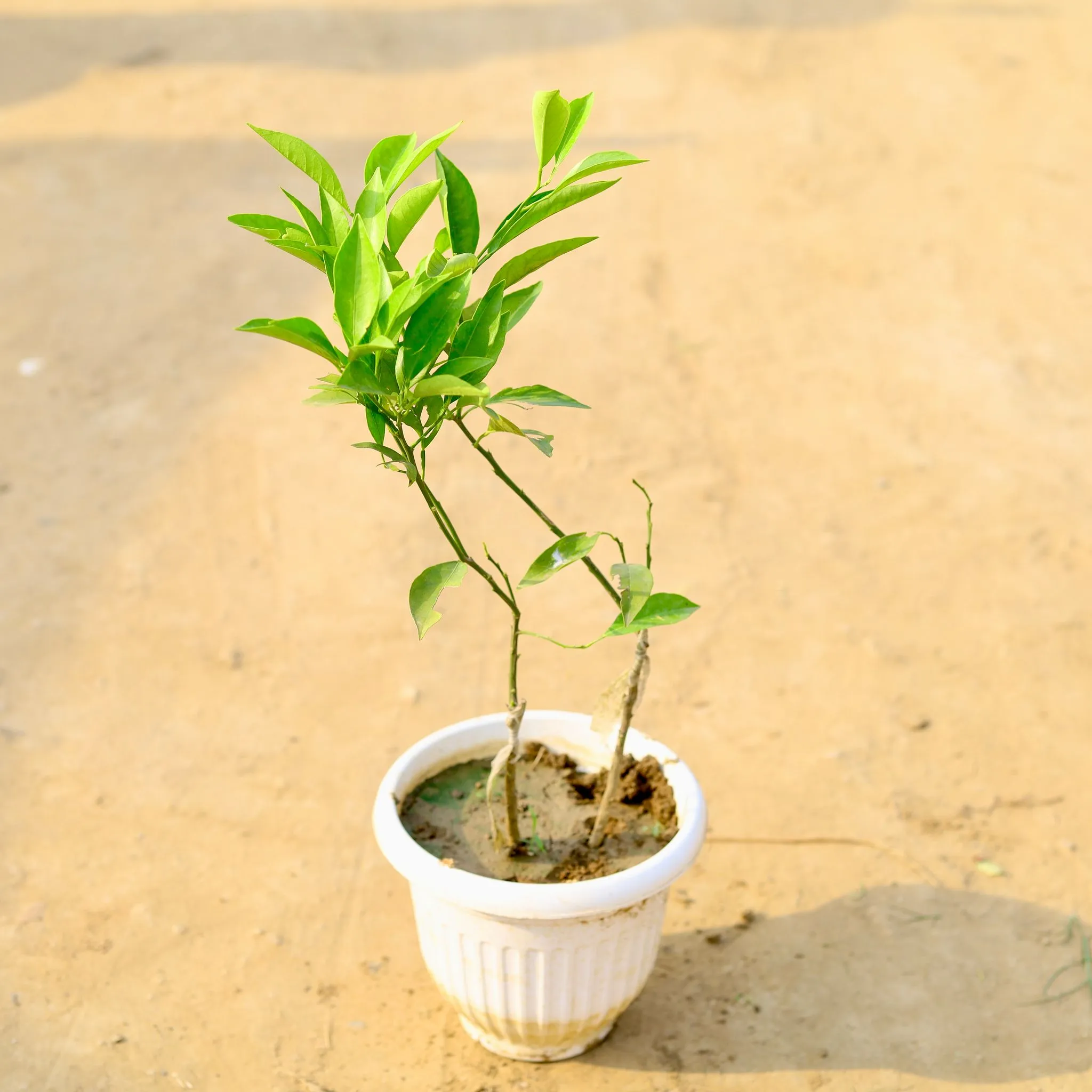 Mosambi / Sweet Lemon in 8 Inch White Olive Plastic Pot