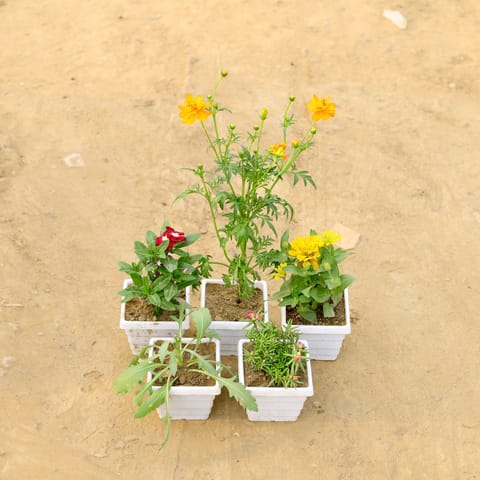 Set of 5 - Cosmos,Zinnia, Portulaca Moss Rose & Periwinkle / Vinca / Sadabahar, Lavender (any colour) in 4 Inch White Marble Premium Orchid Square Plastic Pot