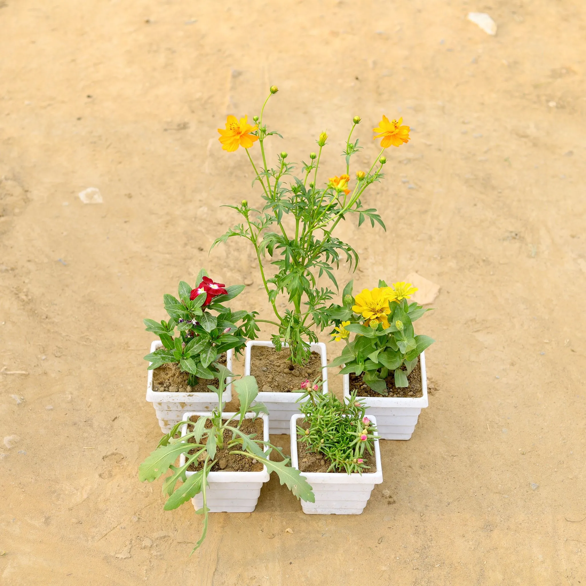 Set of 5 - Cosmos,Zinnia, Portulaca Moss Rose & Periwinkle / Vinca / Sadabahar, Lavender (any colour) in 4 Inch White Marble Premium Orchid Square Plastic Pot