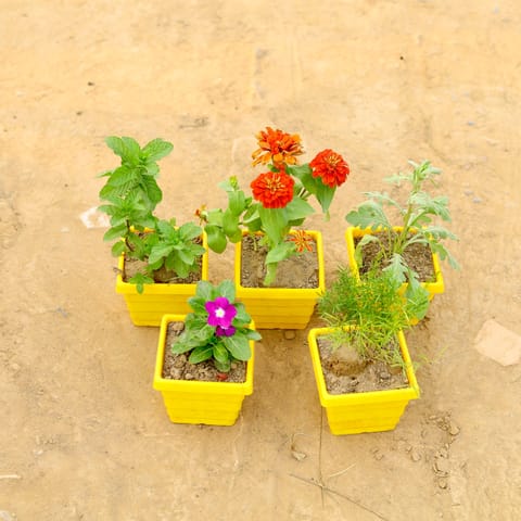 Set of 5 - Mint, Cosmos, Lavender, Periwinkle / Vinca / Sadabahar & Kochia in 4 Inch Yellow Premium Orchid Square Plastic Pot