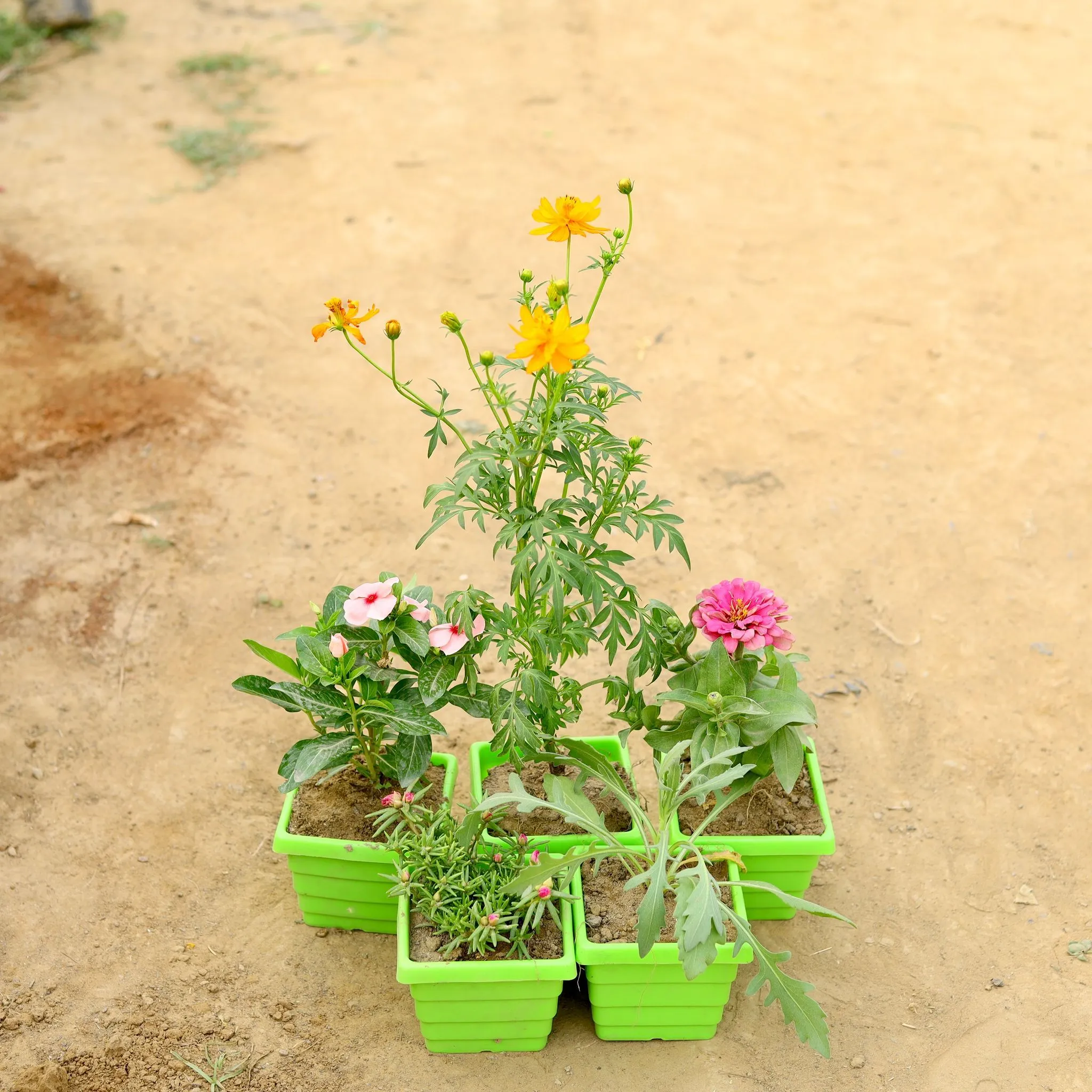 Set of 5 - Cosmos, Periwinkle / Vinca / Sadabahar, Portulaca Moss Rose, Zinnia & Lavender in 4 Inch Green Premium Orchid Square Plastic Pot