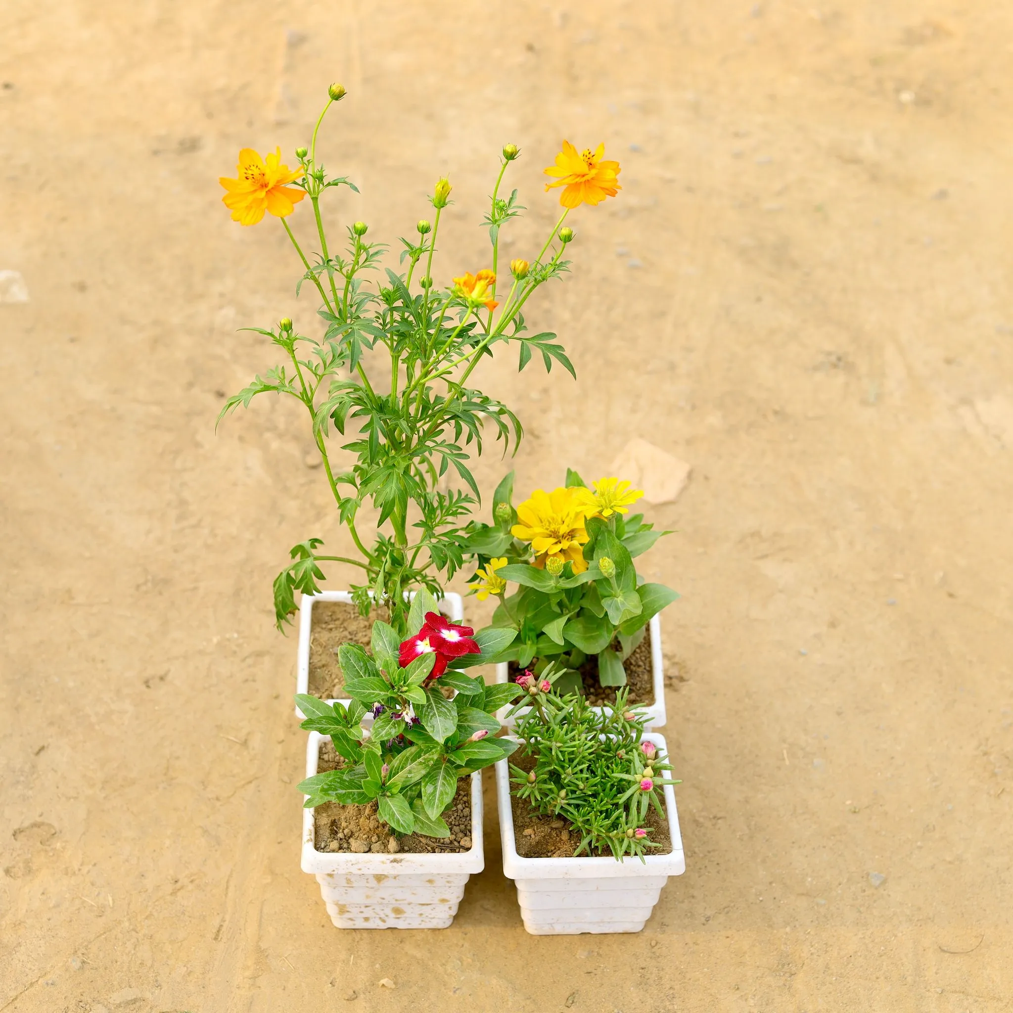 Set of 4 - Cosmos,Zinnia, Portulaca Moss Rose & Periwinkle / Vinca / Sadabahar (any colour) in 4 Inch White Marble Premium Orchid Square Plastic Pot