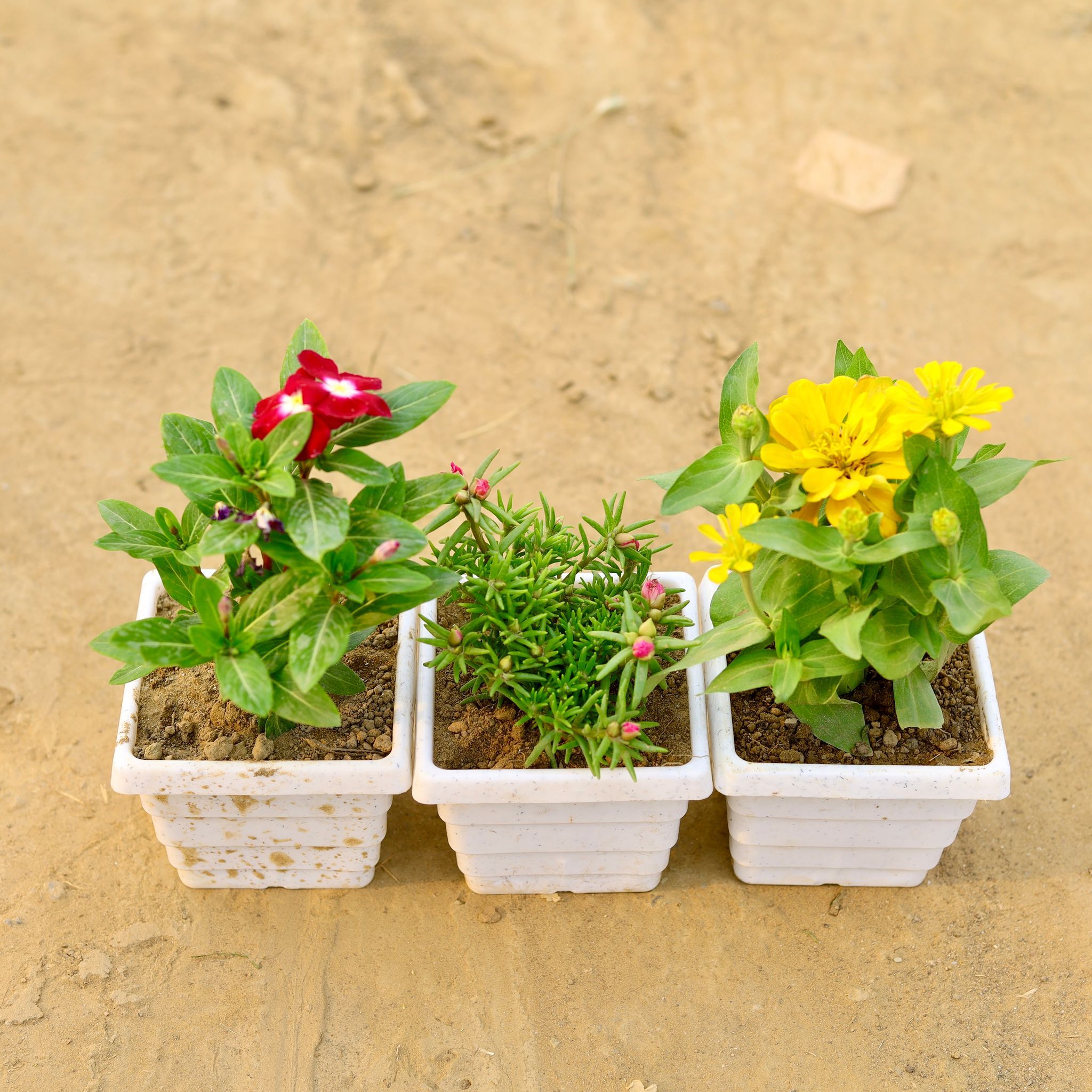 Set of 3 - Zinnia, Portulaca Moss Rose & Periwinkle / Vinca / Sadabahar (any colour) in 4 Inch White Marble Premium Orchid Square Plastic Pot