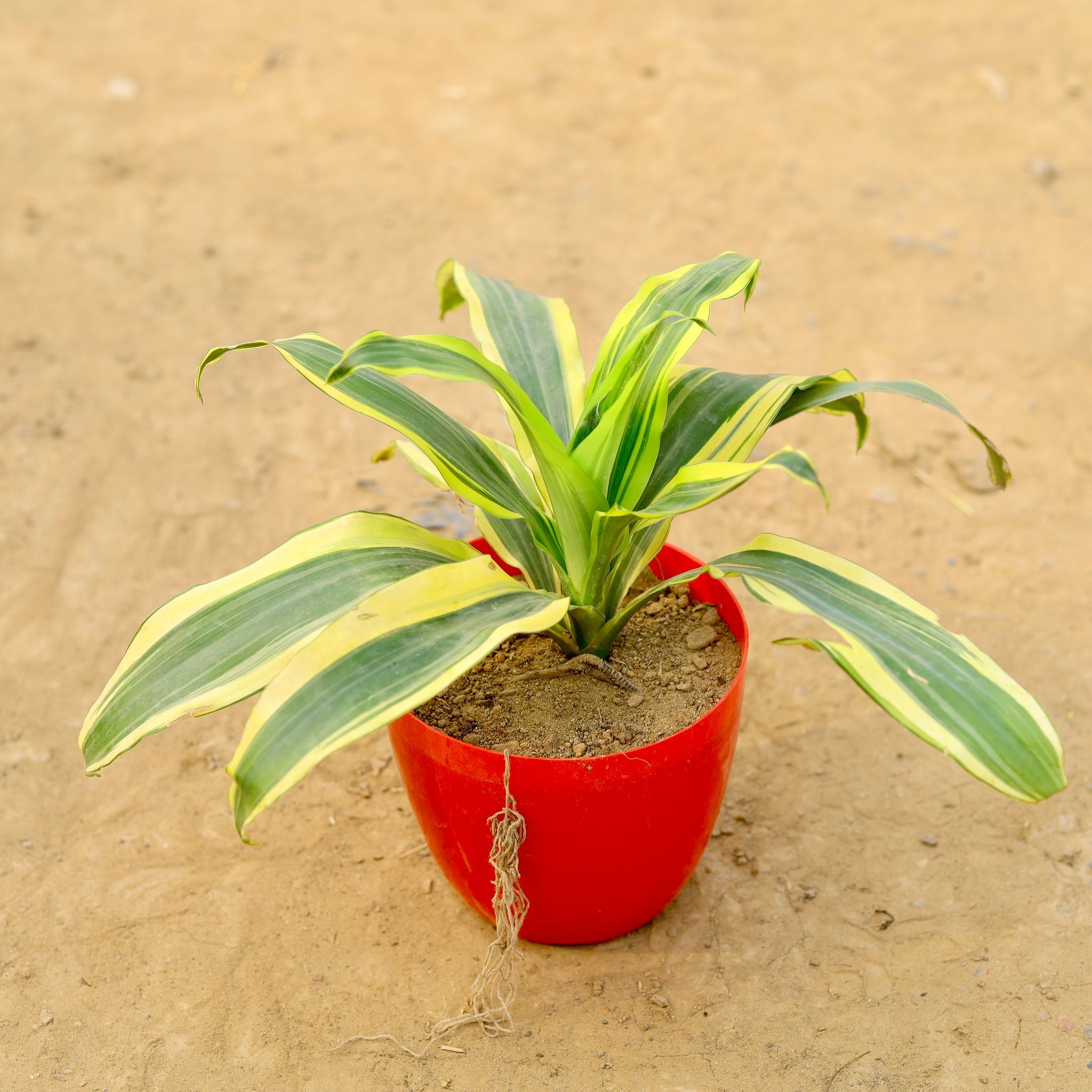 Dracaena Victoria in 6 Inch Red Premium Orchid Round Plastic Pot