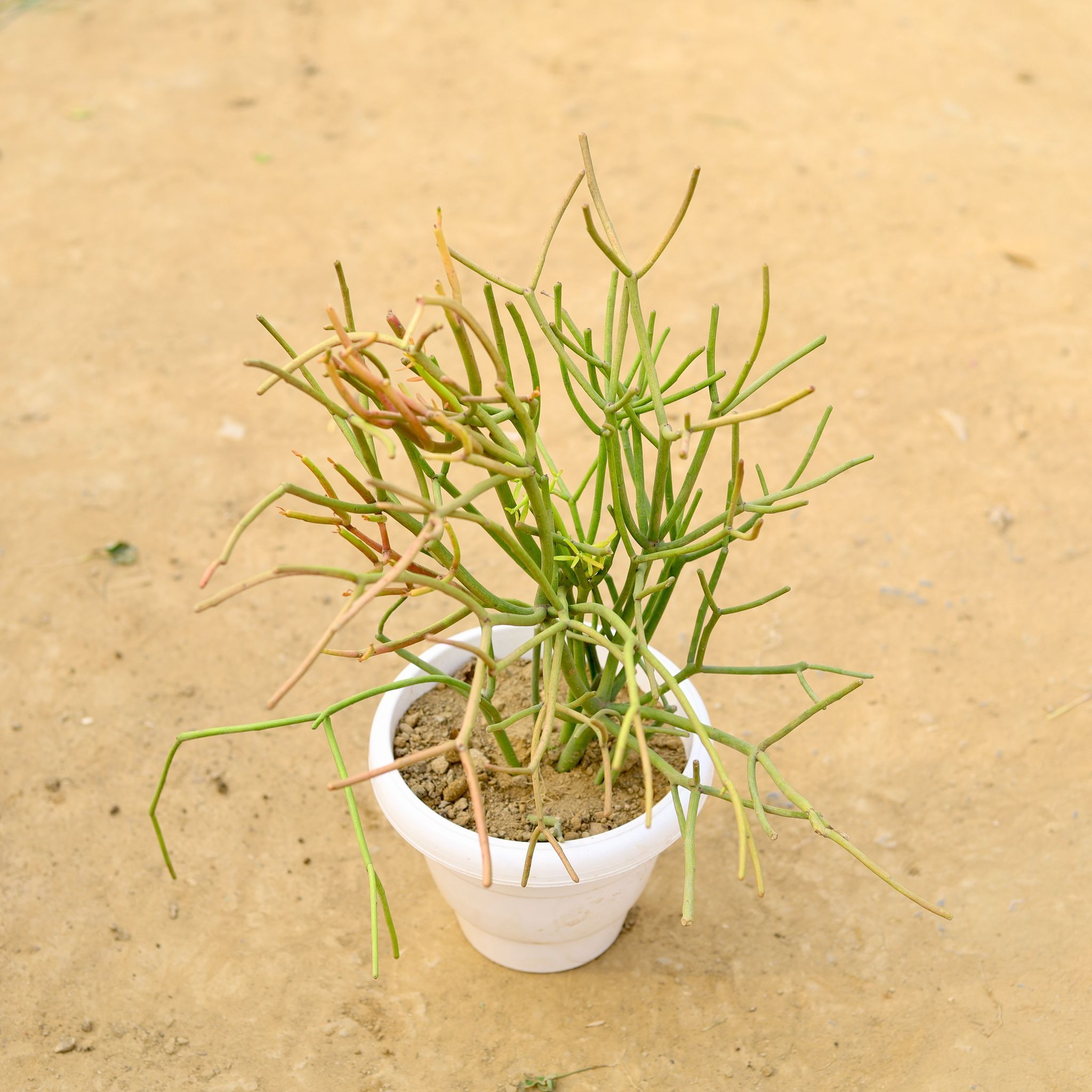 Pencil Cactus in 8 Inch White Classy Plastic Pot