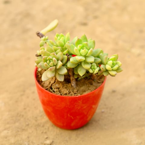 Burro's-tail Succulent in 4 Inch Red Premium Orchid Round Plastic Pot
