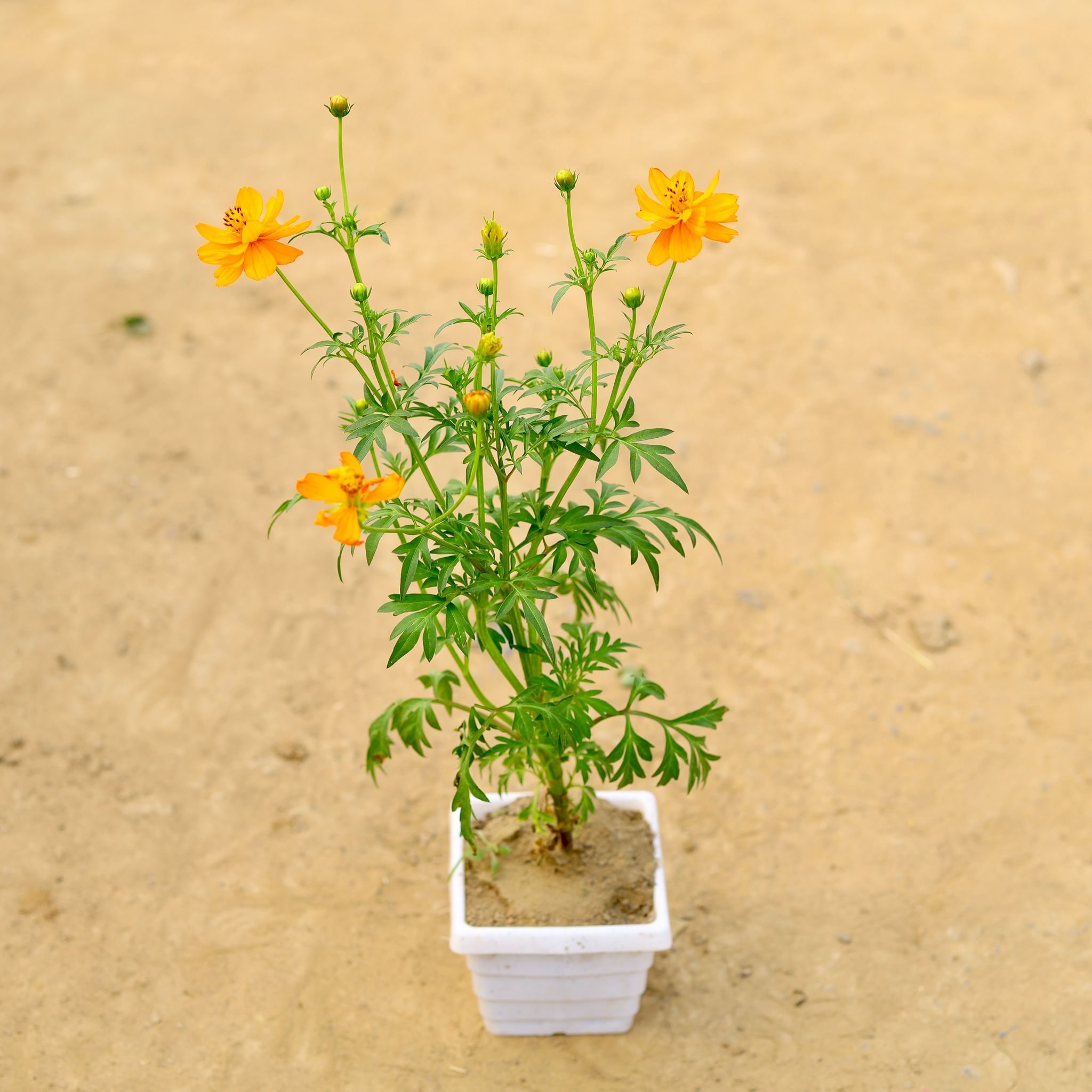 Cosmos (any colour) in 6 Inch White Marble Premium Orchid Square Plastic Pot