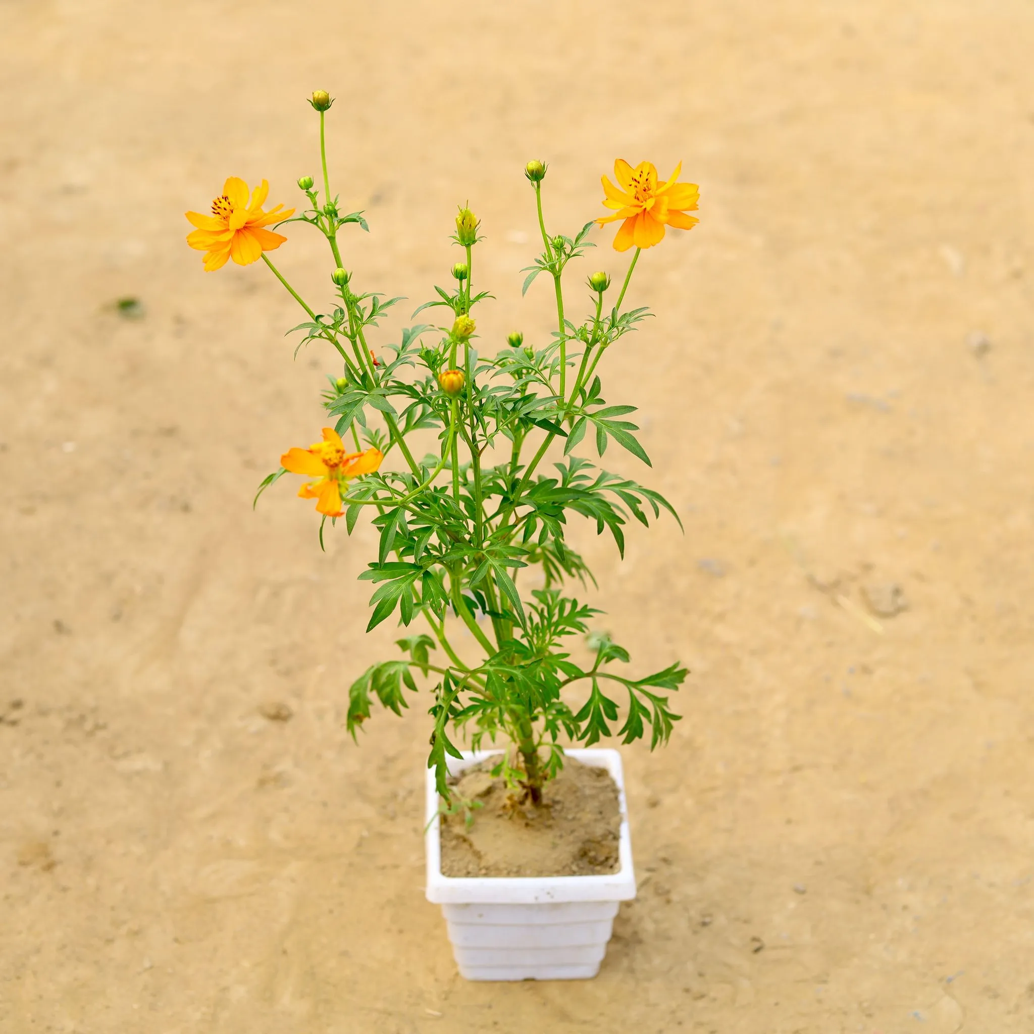 Cosmos (any colour) in 6 Inch White Marble Premium Orchid Square Plastic Pot