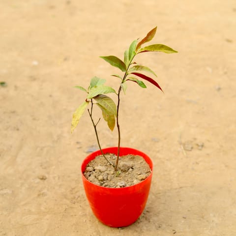 Laila Majnu / Exocaeria Bicolour in 6 Inch Red Premium Orchid Round Plastic Pot