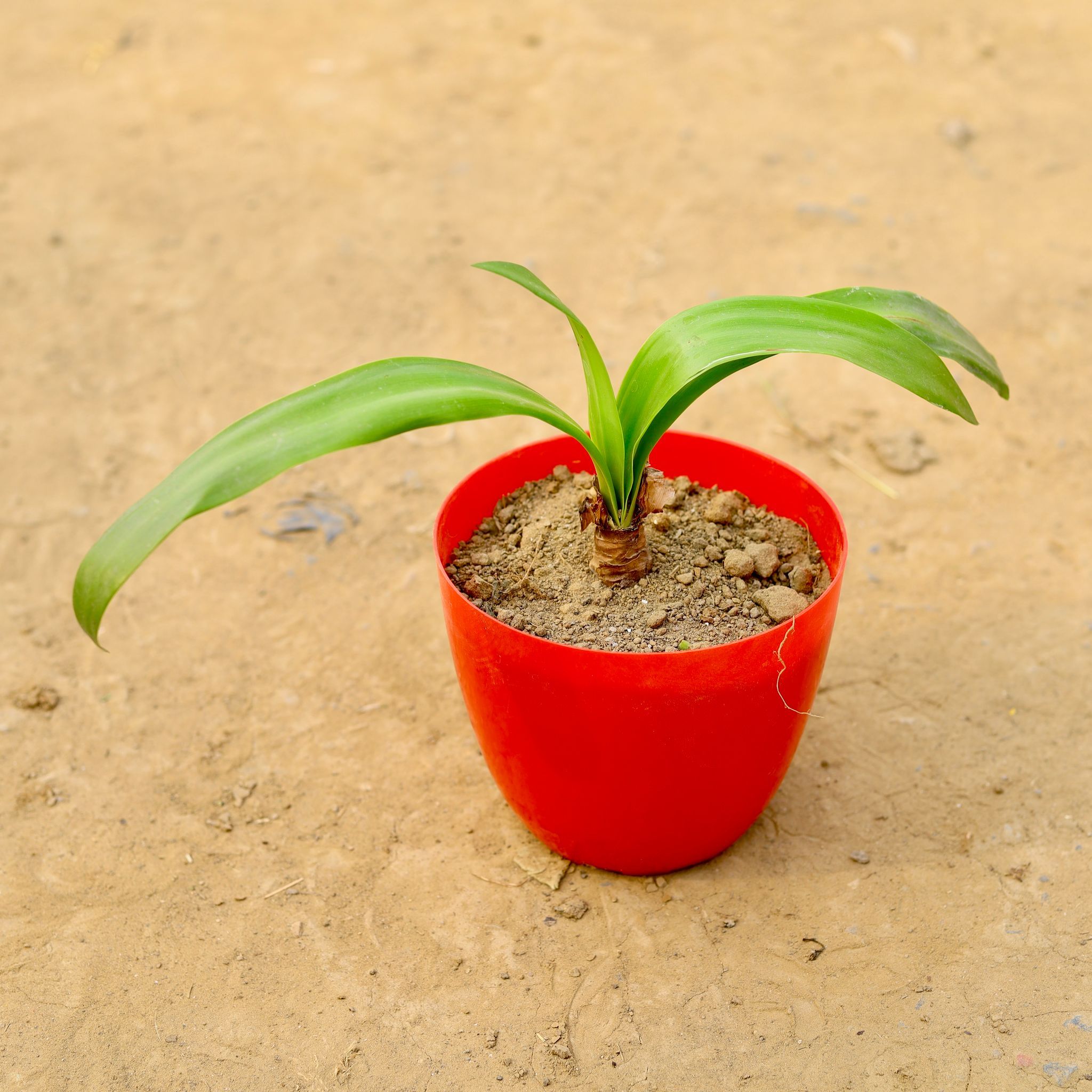 Lily (any colour) in 6 Inch Red Premium Orchid Round Plastic Pot