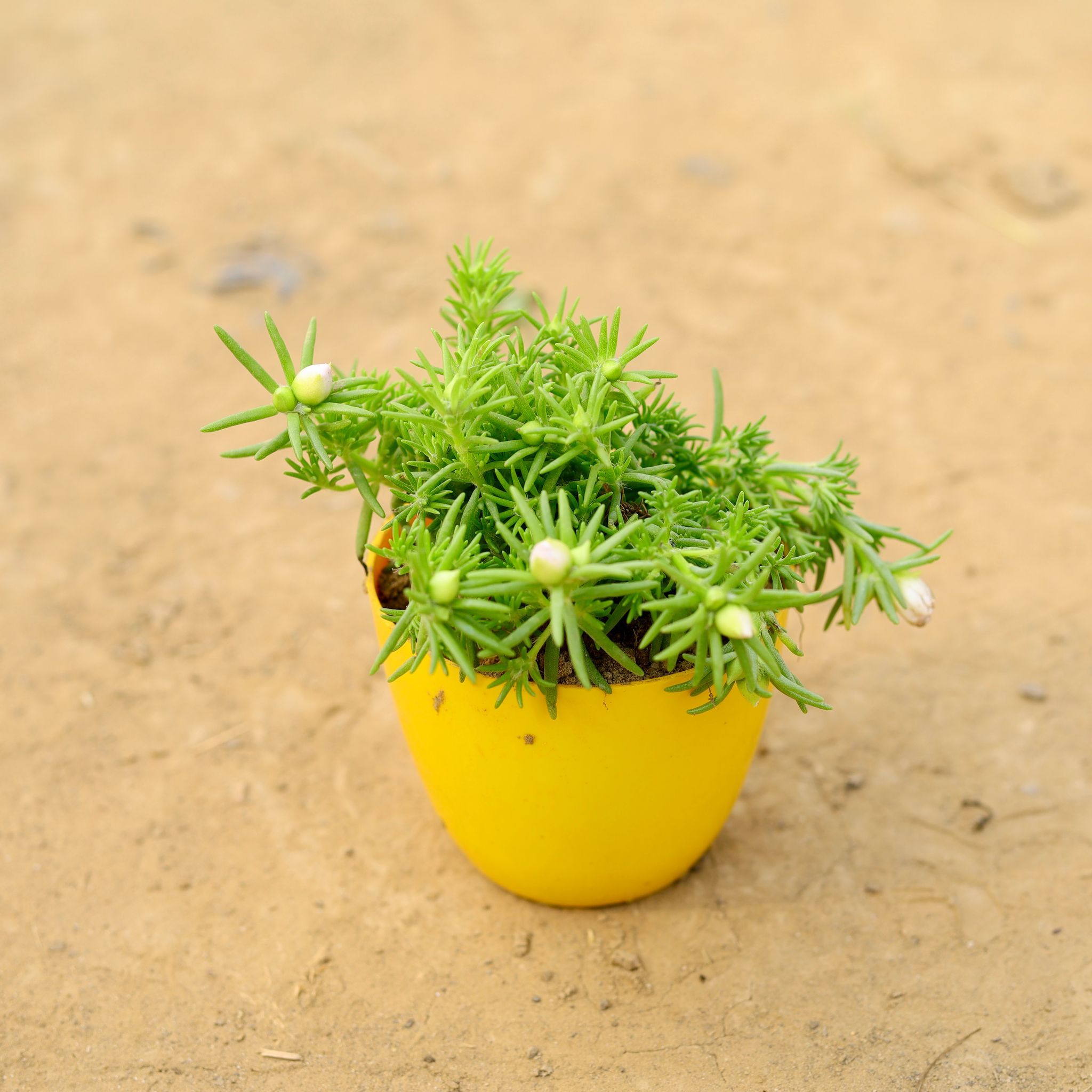 Portulaca Moss Rose (any colour) in 6 Inch Yellow Premium Orchid Round Plastic Pot