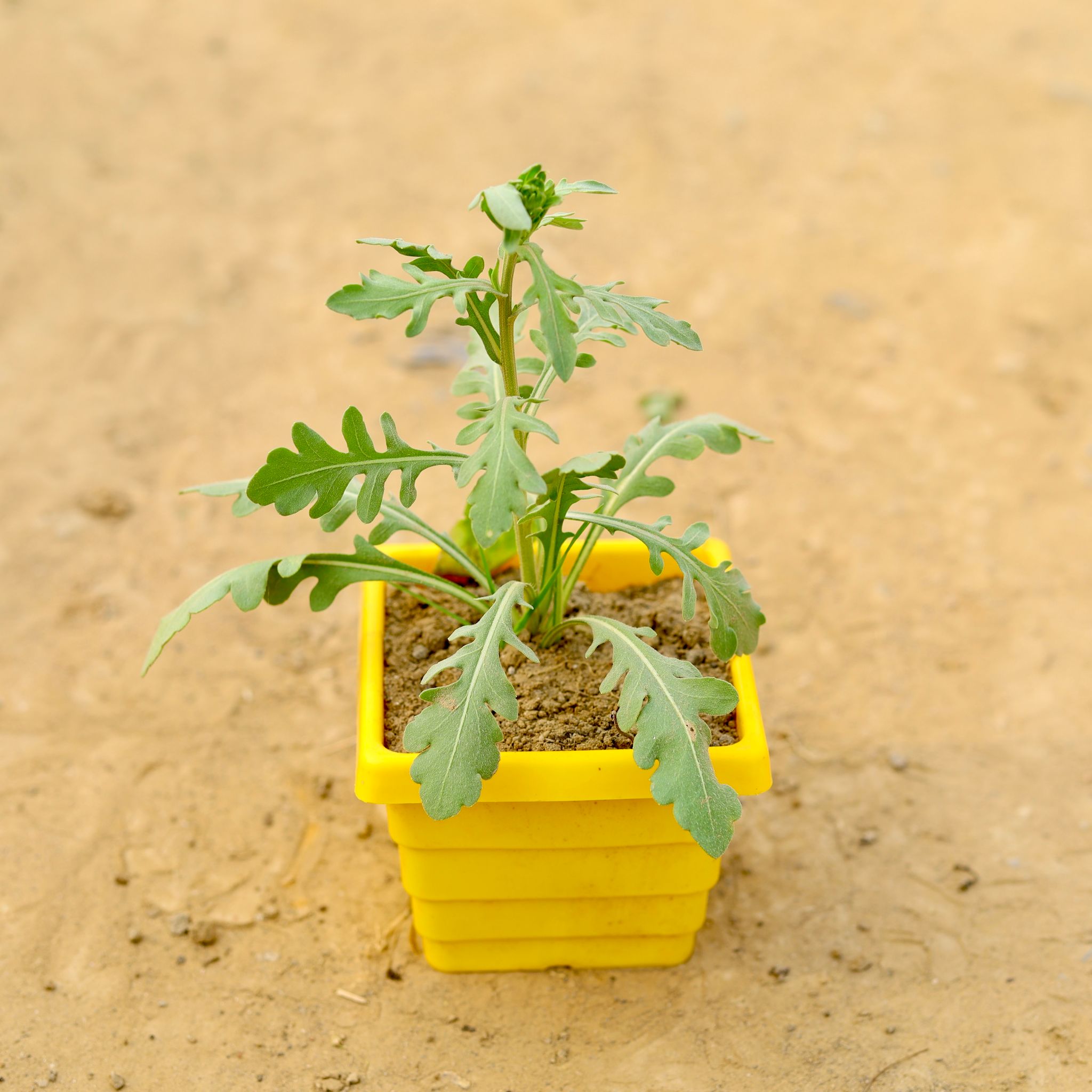 Arugula in 4 Inch Yellow Premium Orchid Square Plastic Pot