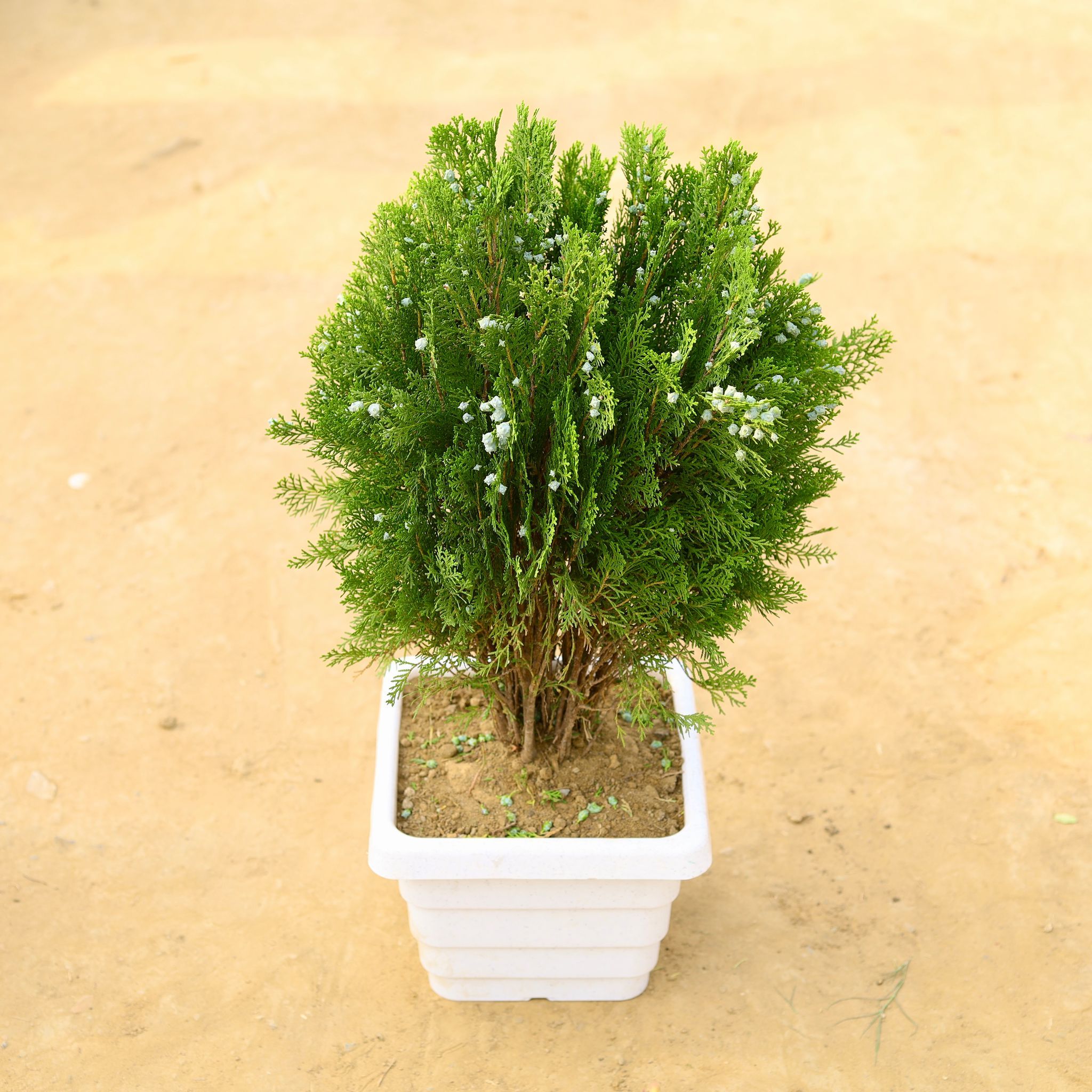 Morpankhi / Thuja Bushy in 8 Inch White Marble Premium Orchid Square Plastic Pot