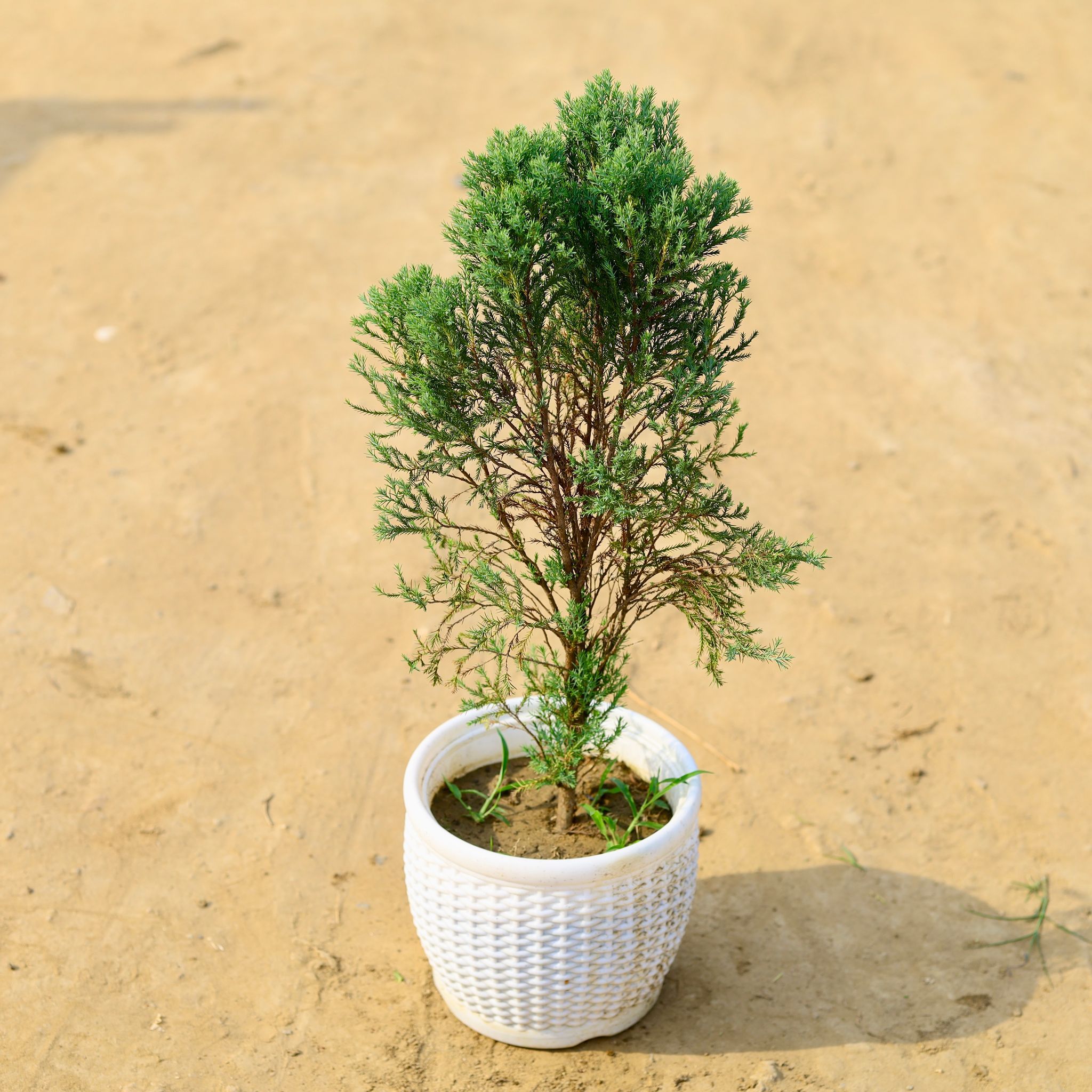 Morpankhi / Thuja Bushy in 8 Inch White Marble Premium Matt Classic Plastic Pot