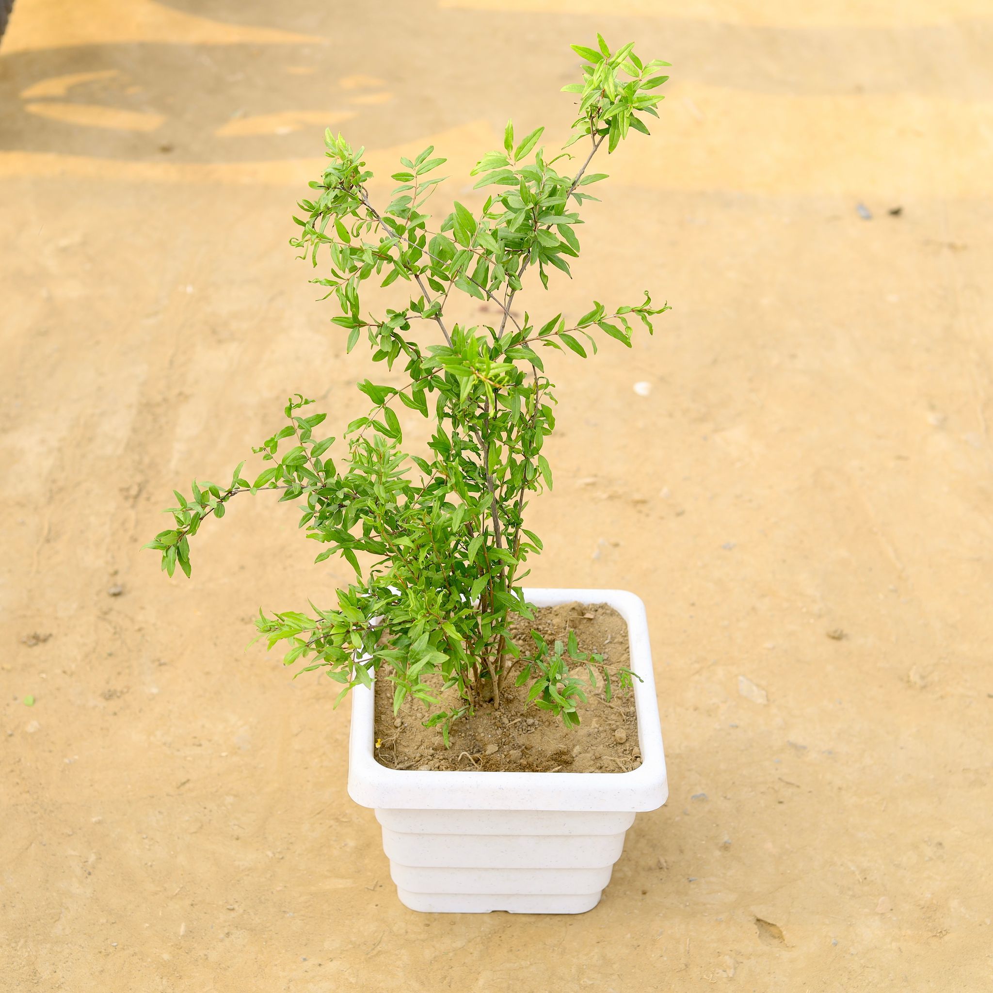 Anar / Pomegranate in 10 Inch White Marble Premium Orchid Square Plastic Pot