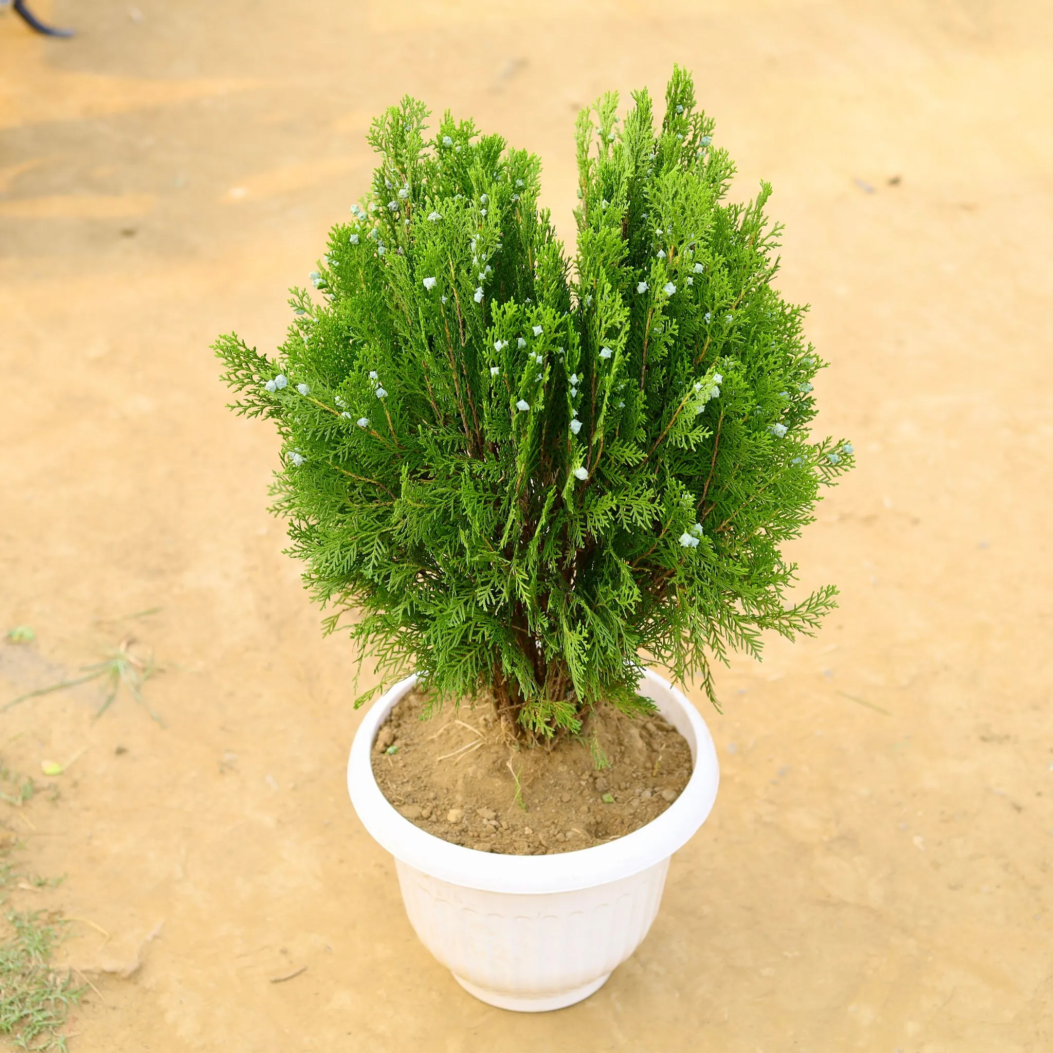 Morpankhi / Thuja Bushy in 8 Inch White Olive Plastic Pot
