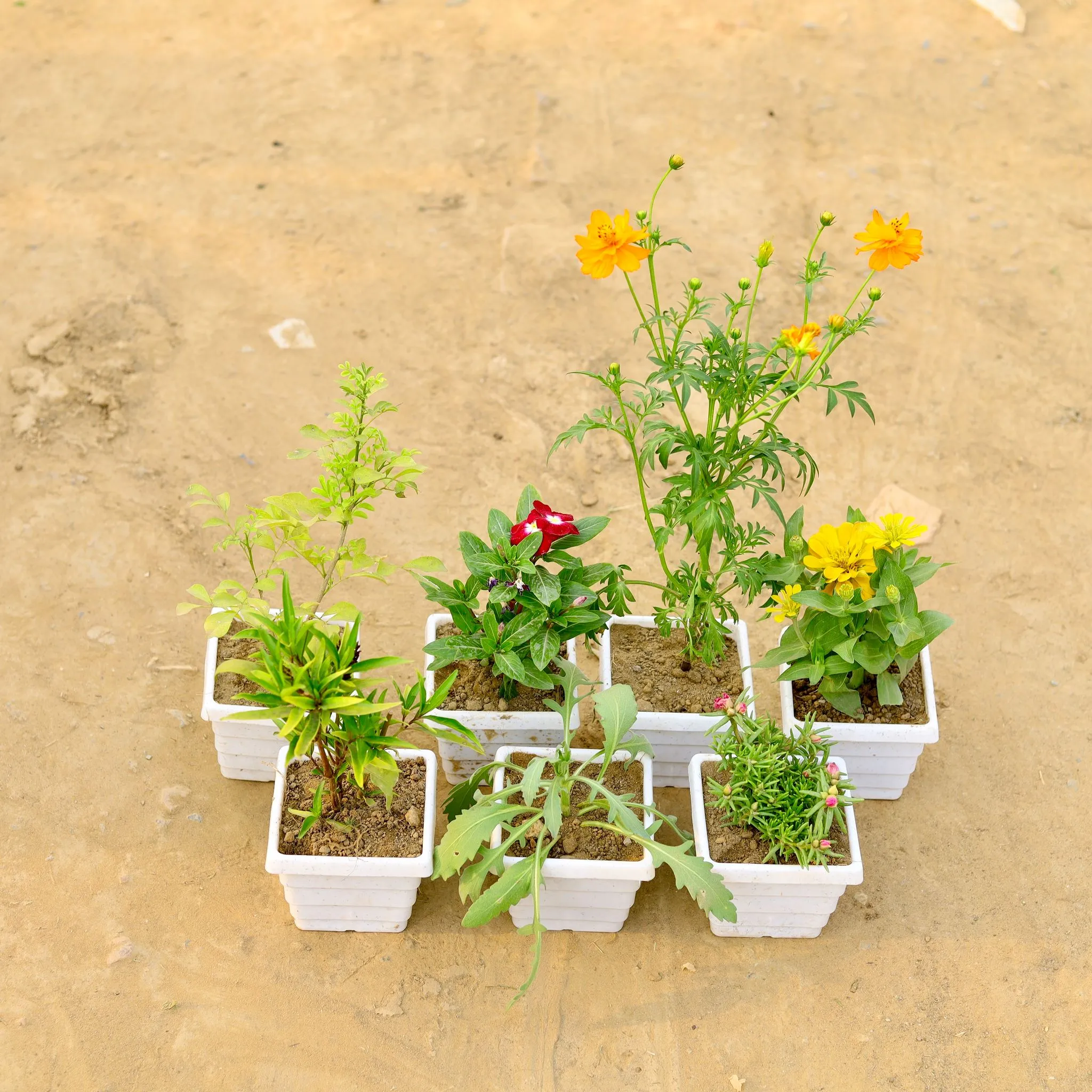 Set of 7 - Raat ki Rani, Sukh Shanti, Cosmos,Zinnia, Portulaca Moss Rose, Periwinkle / Vinca / Sadabahar & Lavender (any colour) in 4 Inch White Marble Premium Orchid Square Plastic Pot