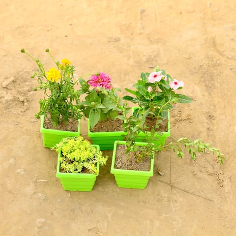 Set of 5 - Sedum Yellow, Cuphea / False Heather, Periwinkle / Sadabahar / Vinca, Zinnia & Cosmos (any colour) in 4 Inch Green Premium Orchid Square Plastic Pot