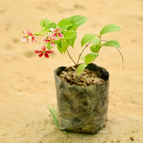 Madhu Malti / Rangoon Creeper in 4 Inch Nursery Bag
