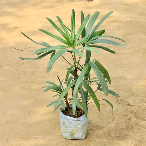 Raphis Palm in 8 Inch Nursery Bag