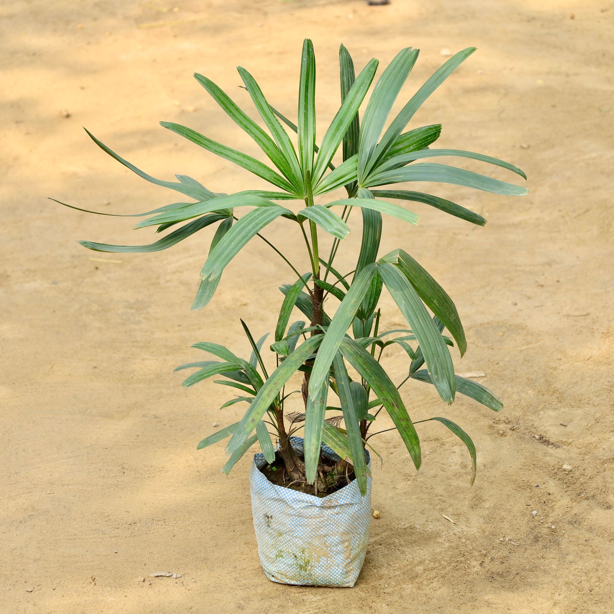 Raphis Palm in 8 Inch Nursery Bag