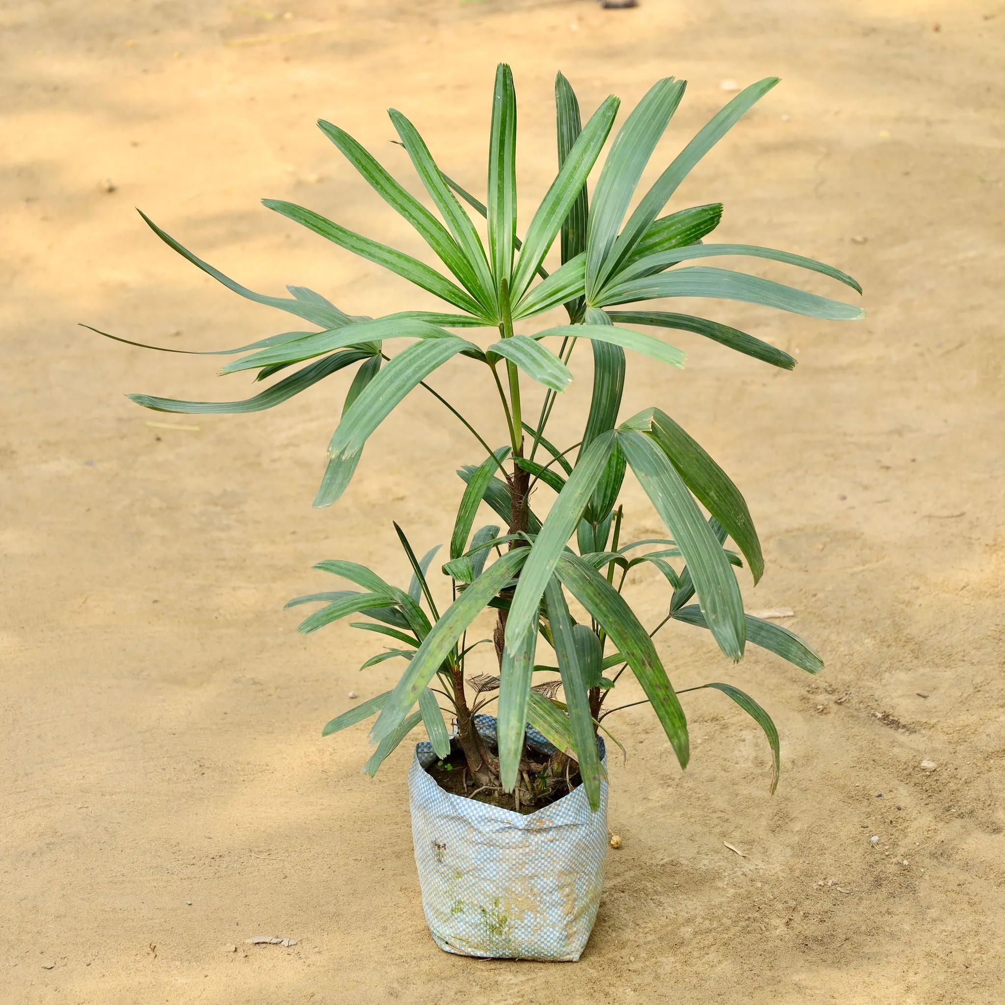 Raphis Palm in 8 Inch Nursery Bag