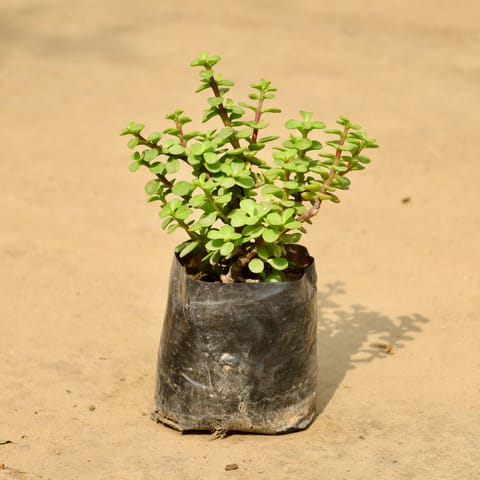 Lucky Jade in 4 Inch Nursery Bag