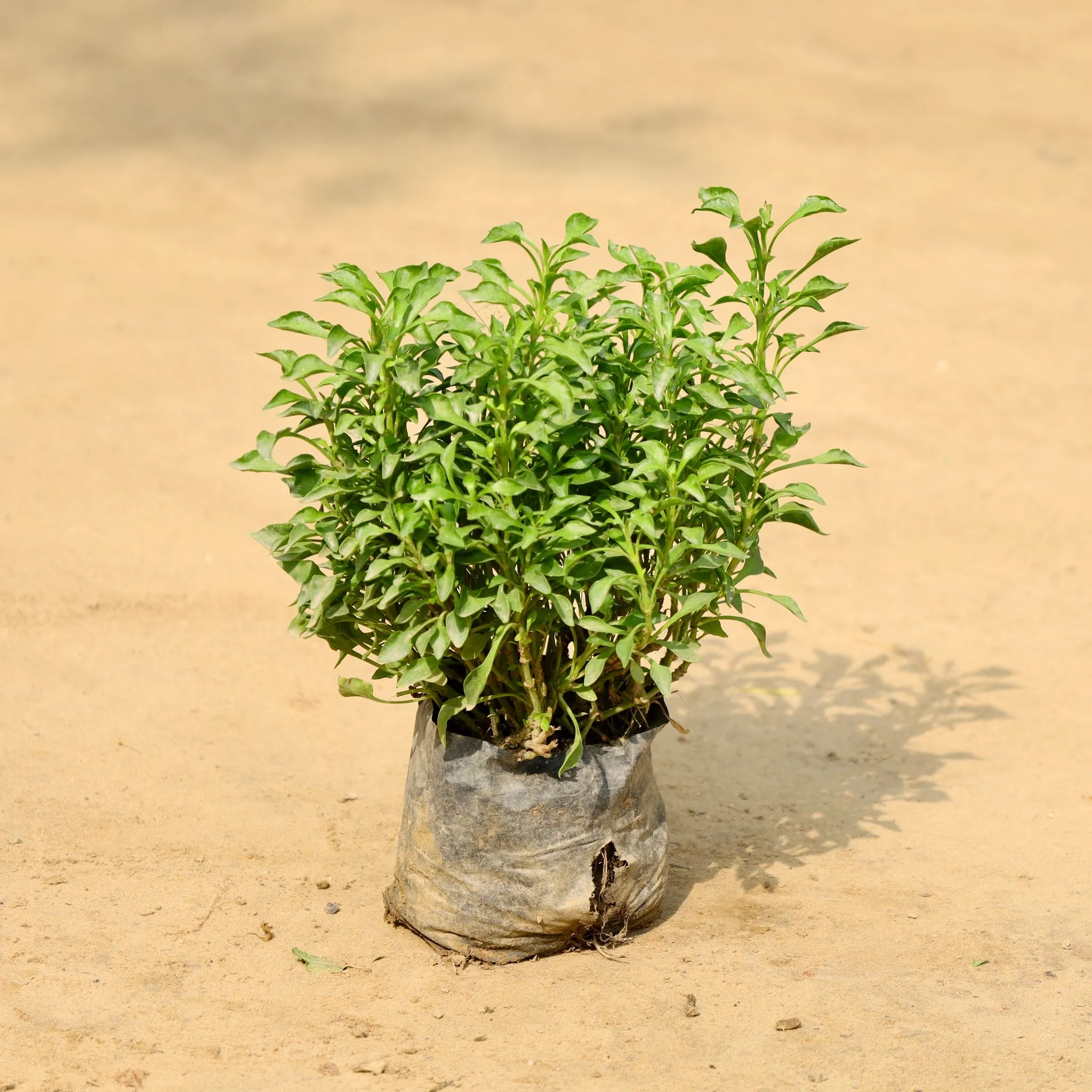 Alternanthera Green in 4 Inch Nursery Bag