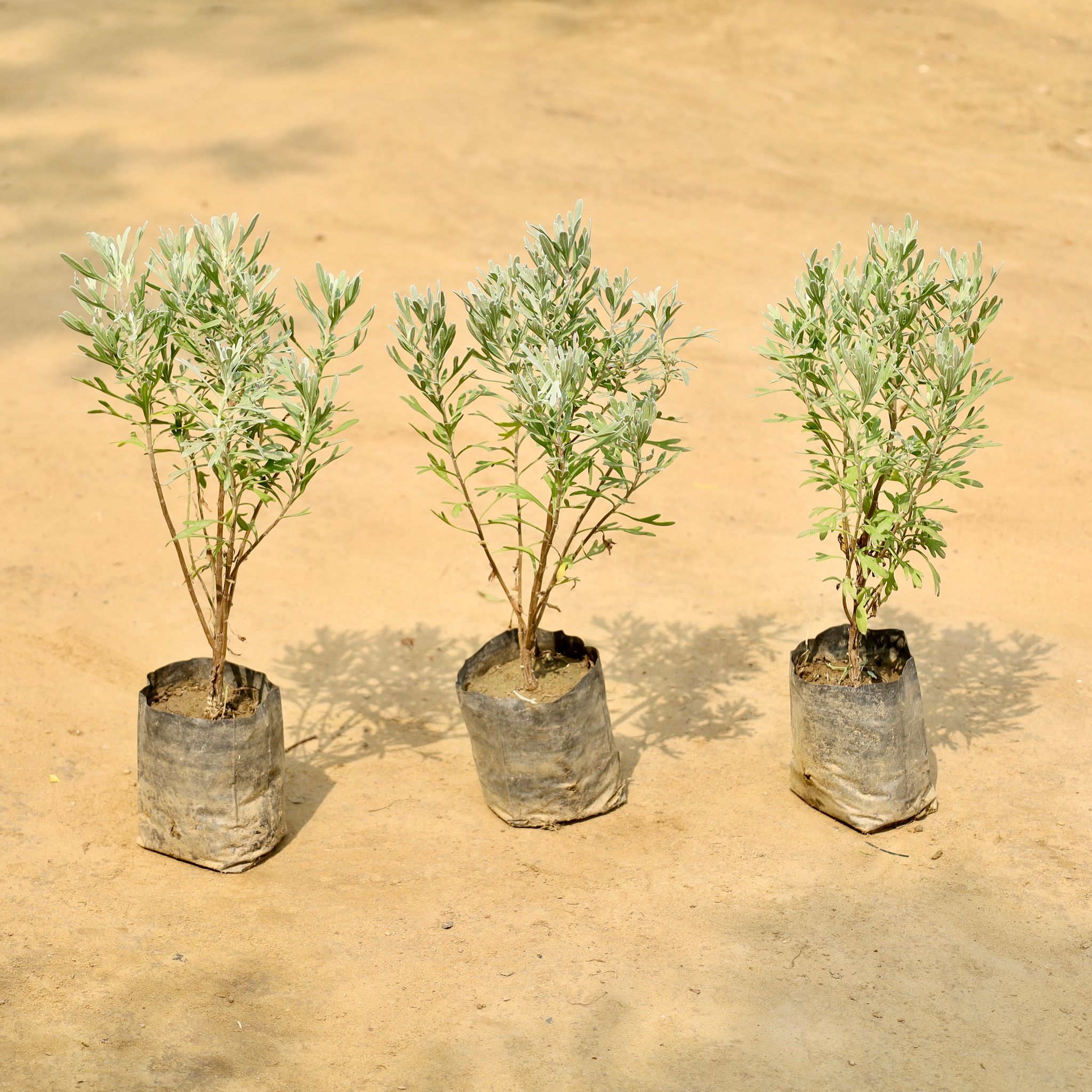 Set of 3 - Lavender  in 4 Inch Nursery Bag