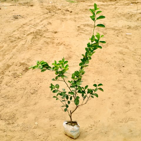 Kagzi Lemon / Nimbu in 8 Inch Nursery Bag