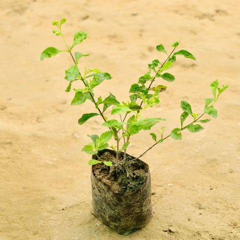 Golden Duranta  in 4 Inch Nursery bag