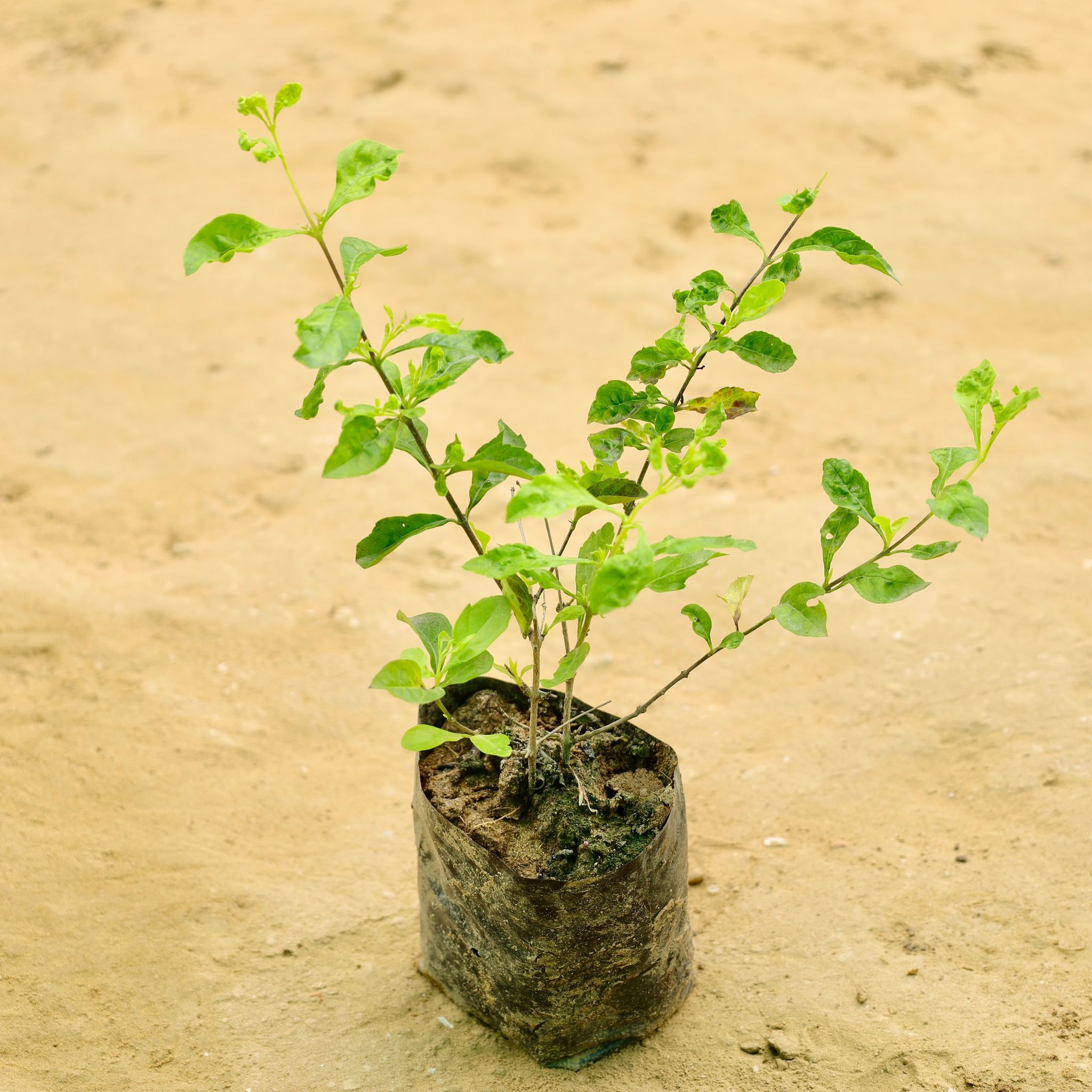 Golden Duranta  in 4 Inch Nursery bag
