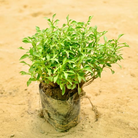 Alternanthera Green in 4 Inch Nursery bag