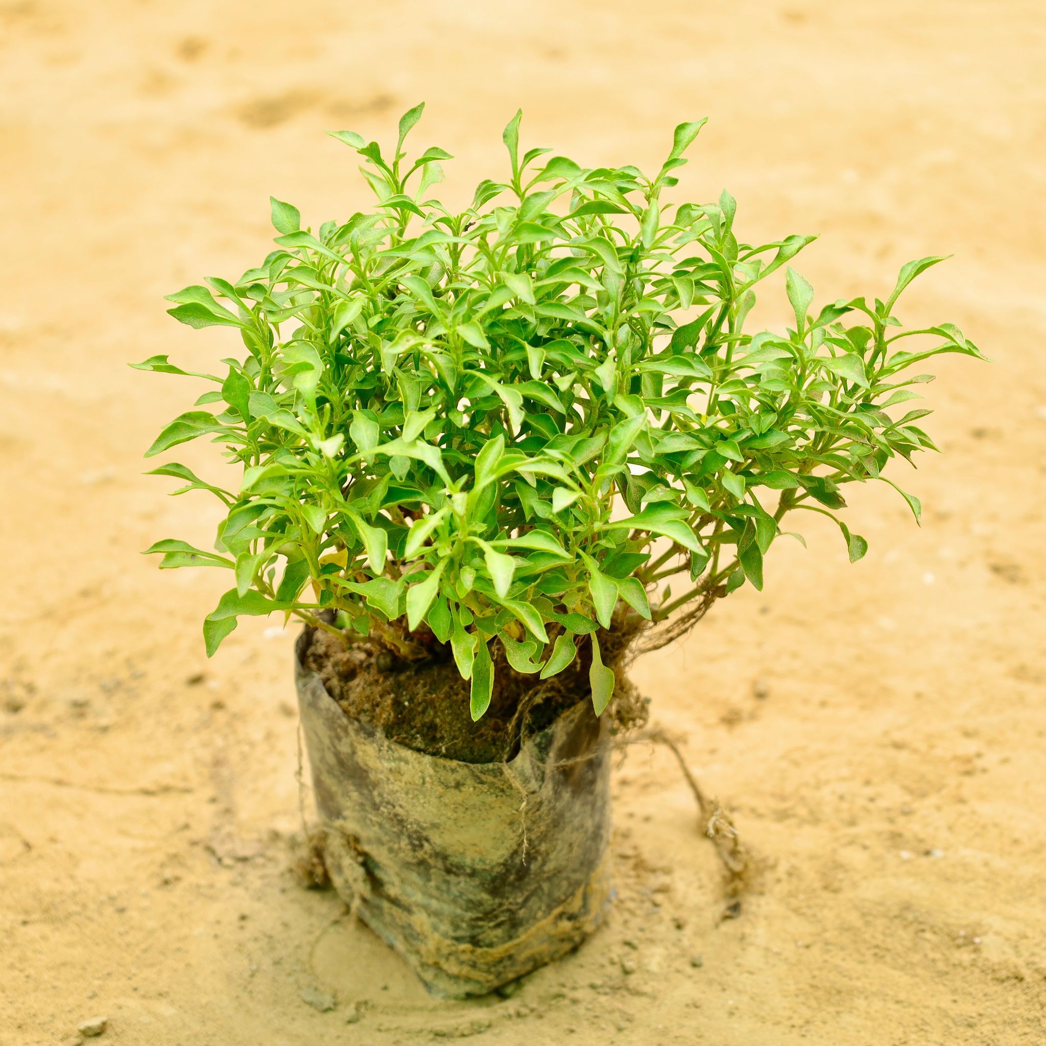 Alternanthera Green in 4 Inch Nursery bag