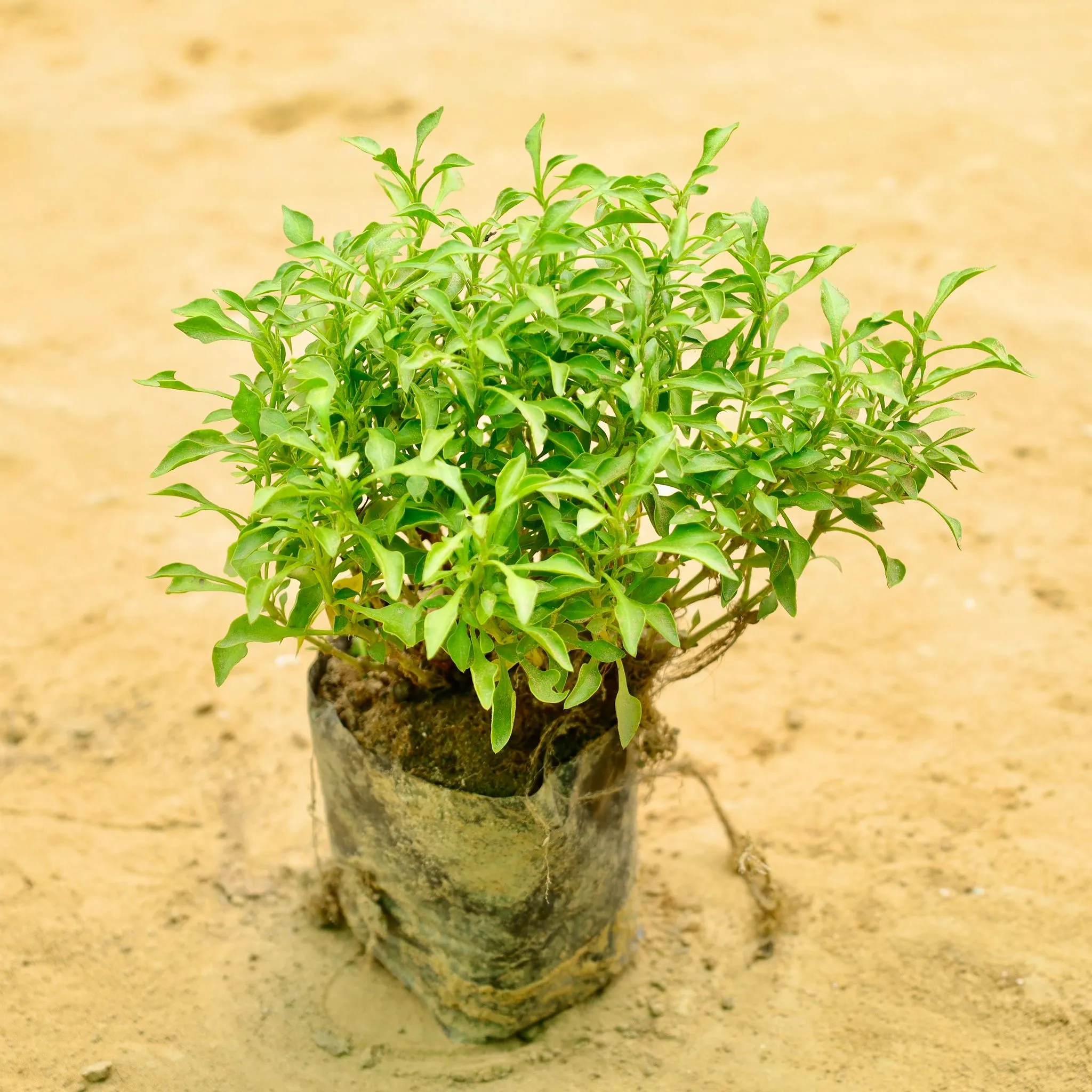 Alternanthera Green in 4 Inch Nursery bag