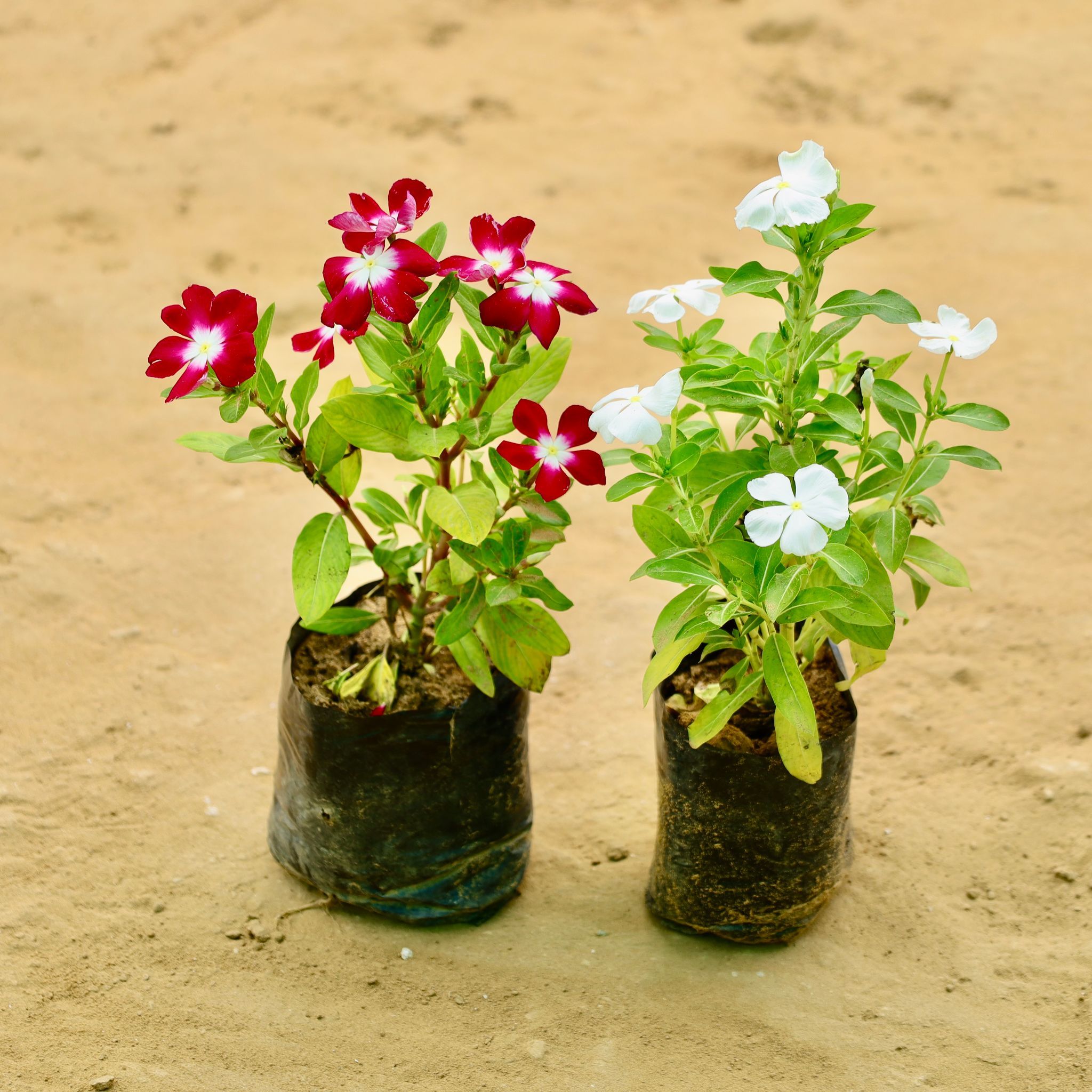 Set of 2 - Vinca in 4 Inch Nursery bag