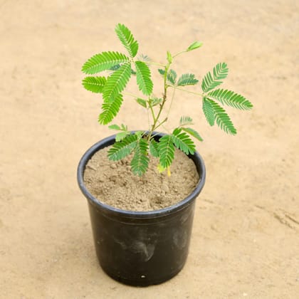 Buy Touch me Not / Chui Mui (Any Colour) in 6 Inch Nursery Pot Online | Urvann.com