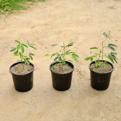 Buy Set of 3 - Touch me Not / Chui Mui (Any Colour)  in 6 Inch Nursery Pot Online | Urvann.com