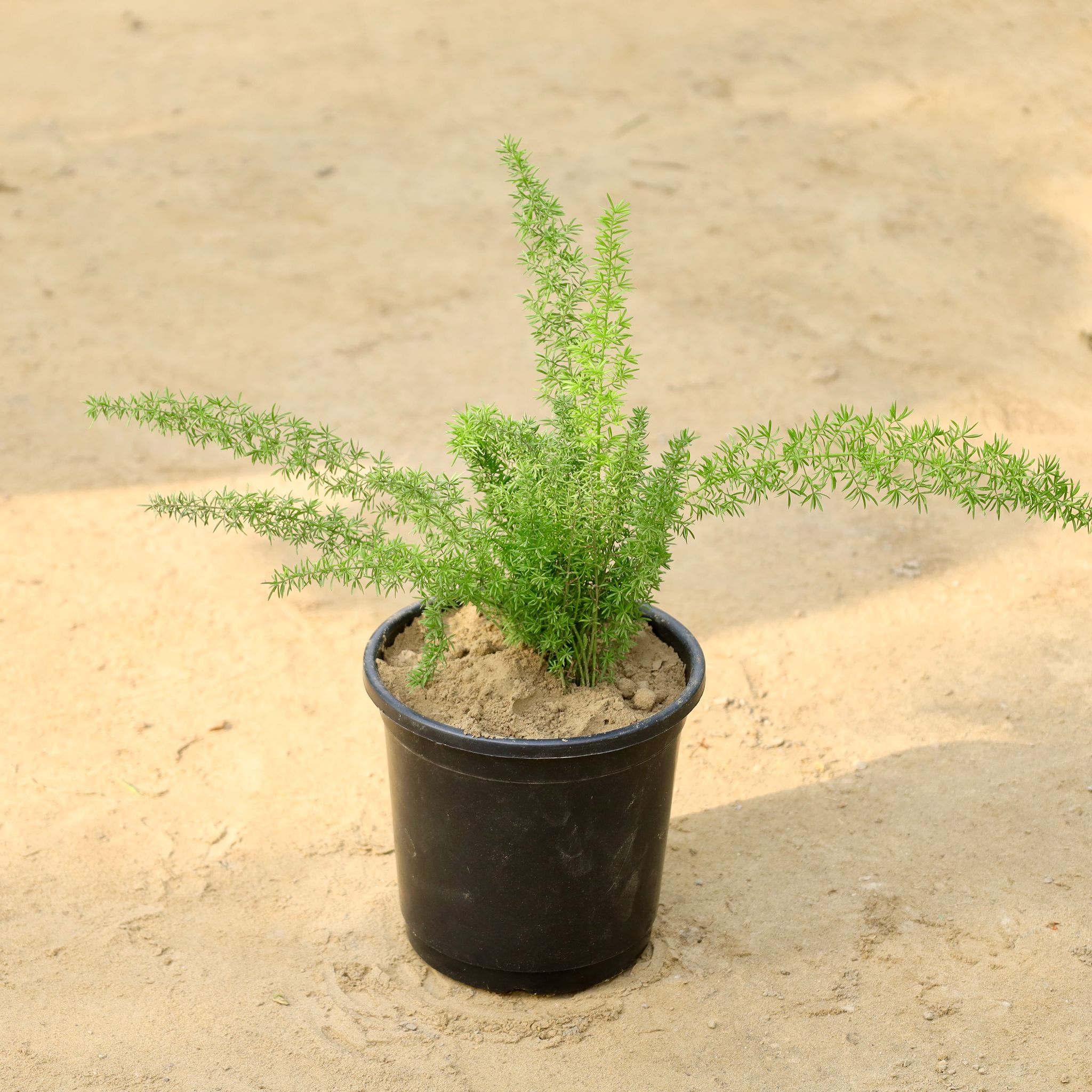 Asparagus Mary in 6 Inch Nursery Pot