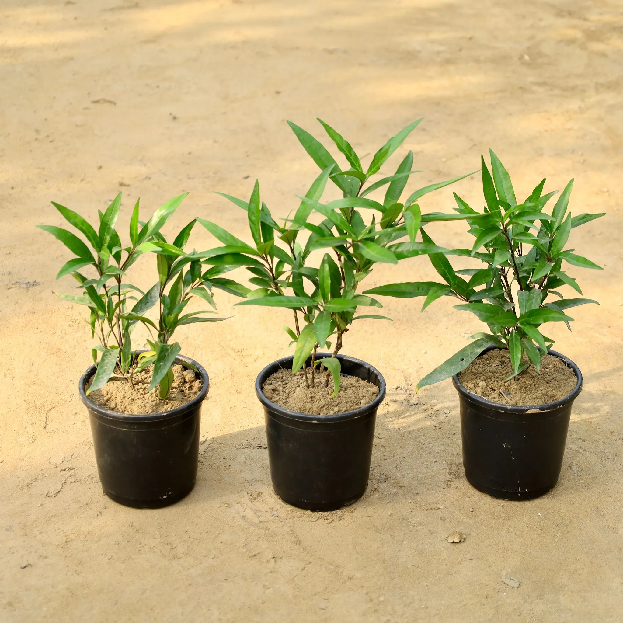 Set of 3 - Sukh Shanti  in 6 Inch Nursery Pot