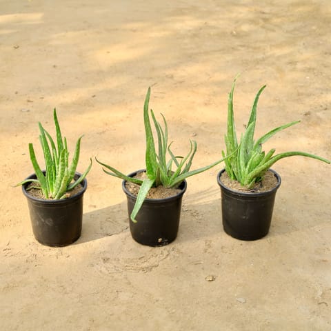 Set of 3 - Aloe Vera in 6 Inch Nursery Pot