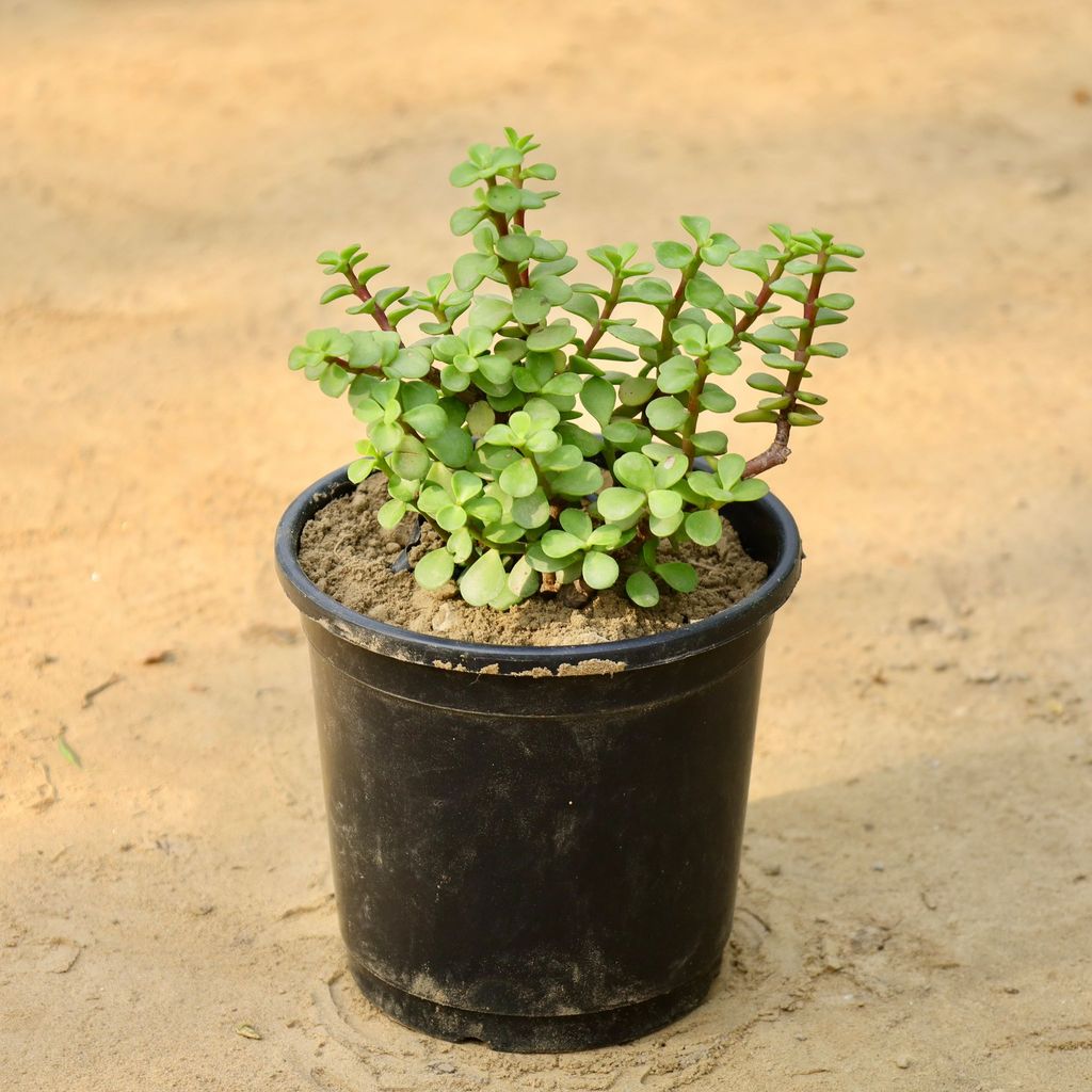 Buy Lucky Jade in 4 Inch Nursery Pot Online | Urvann.com Lucky Jade in 4 Inch Nursery Pot