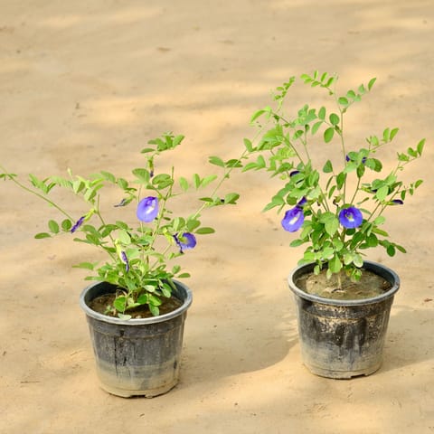 Set of 2 - Aprajita / Asian Pigeonwings Blue in 6 Inch Nursery Pot