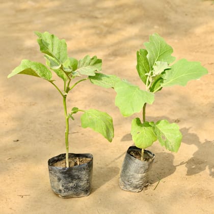 Buy Set of 2 - Brinjal / Baigan in 4 Inch Nursery bag Online | Urvann.com