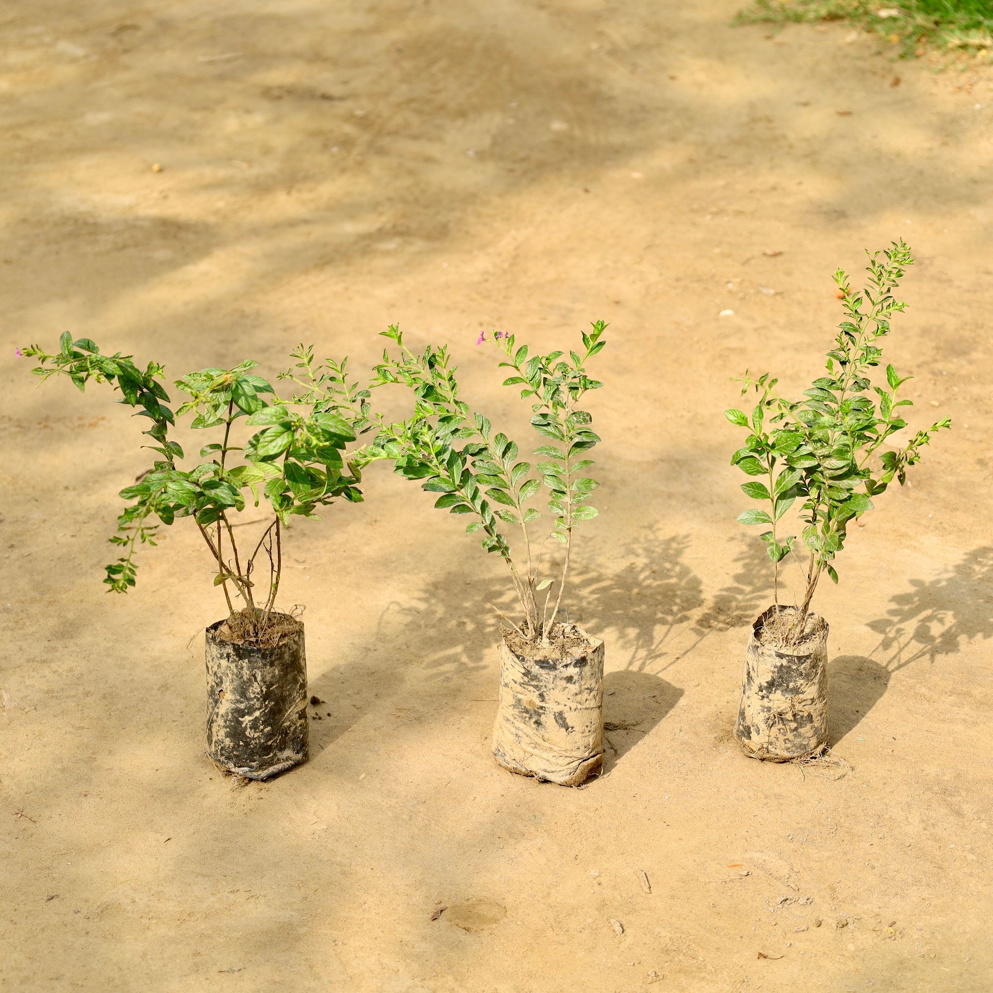 Set of 3 - Cuphea / False Heather (Any Colour) in 4 Inch Nursery bag