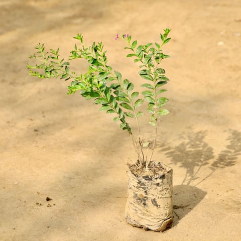 Cuphea / False Heather (Any Colour)  in 4 Inch Nursery bag